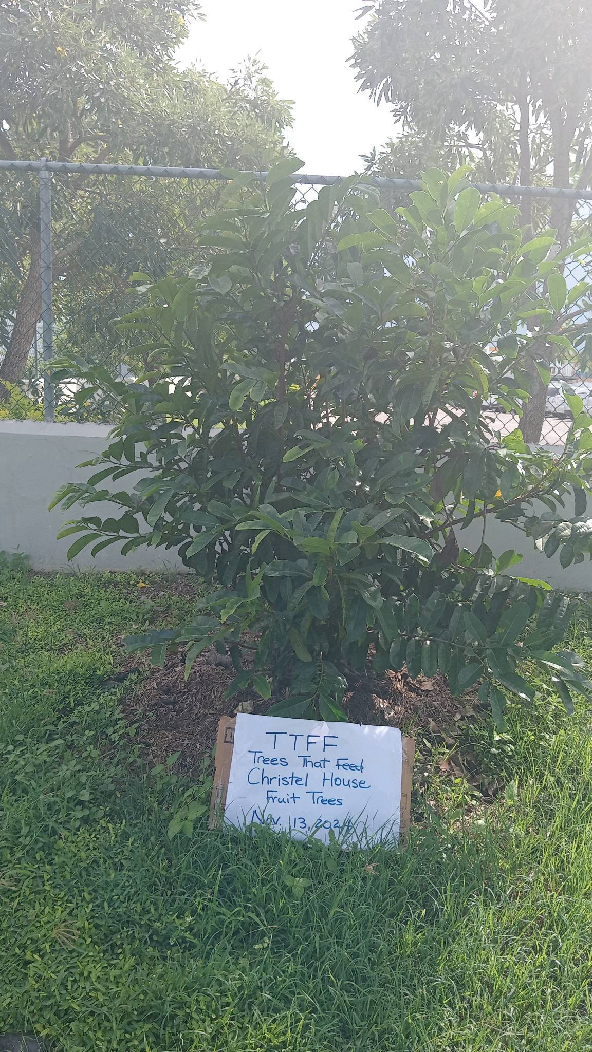 tree