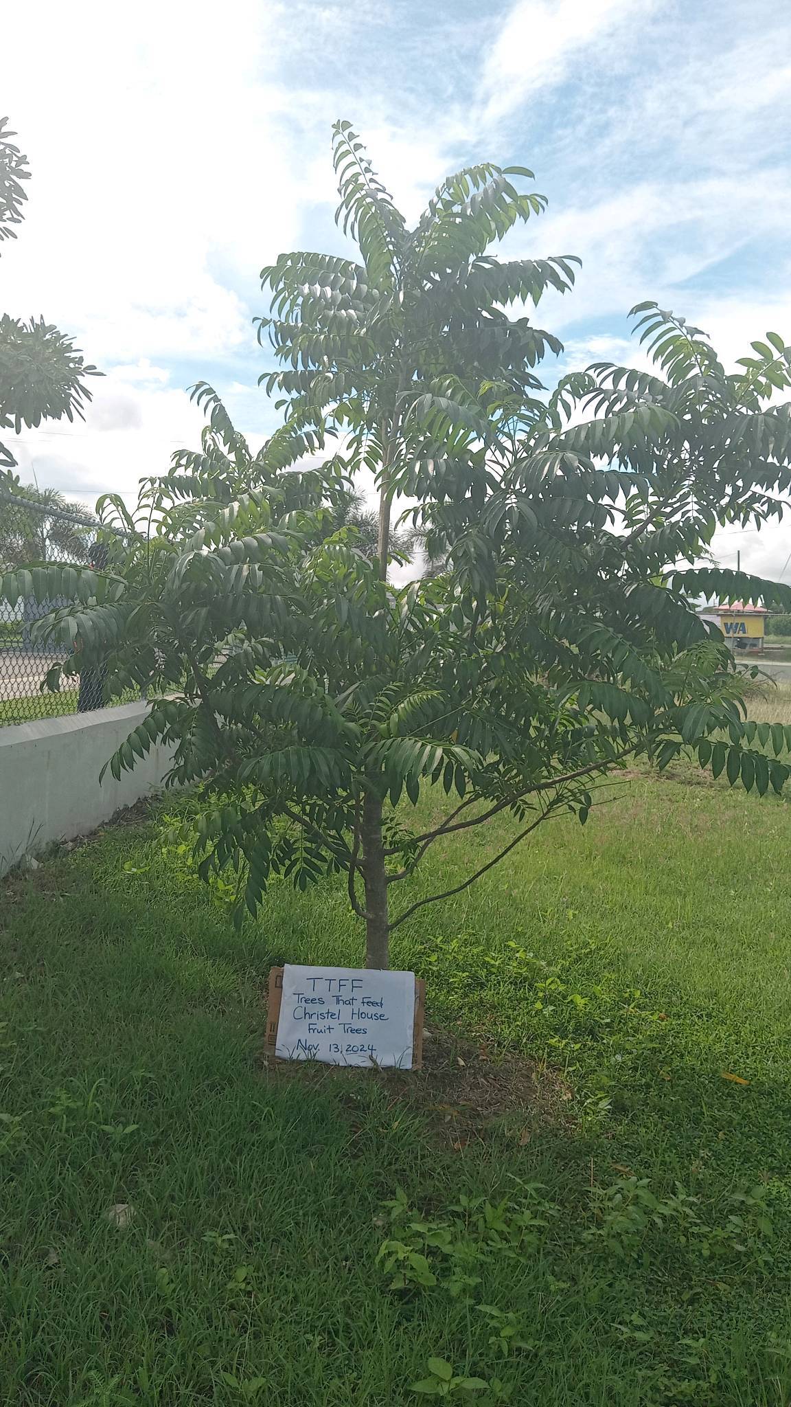 tree