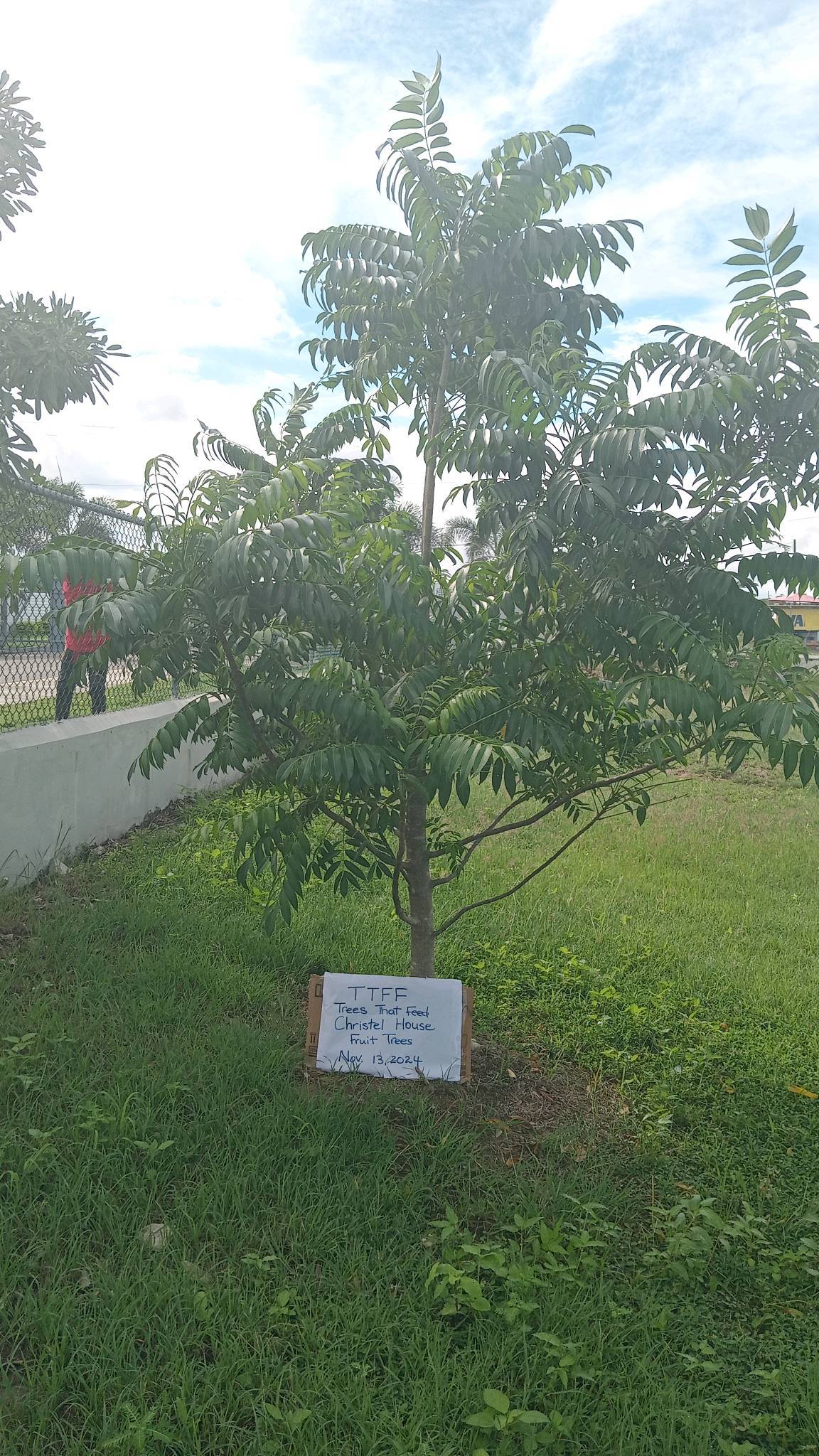 tree