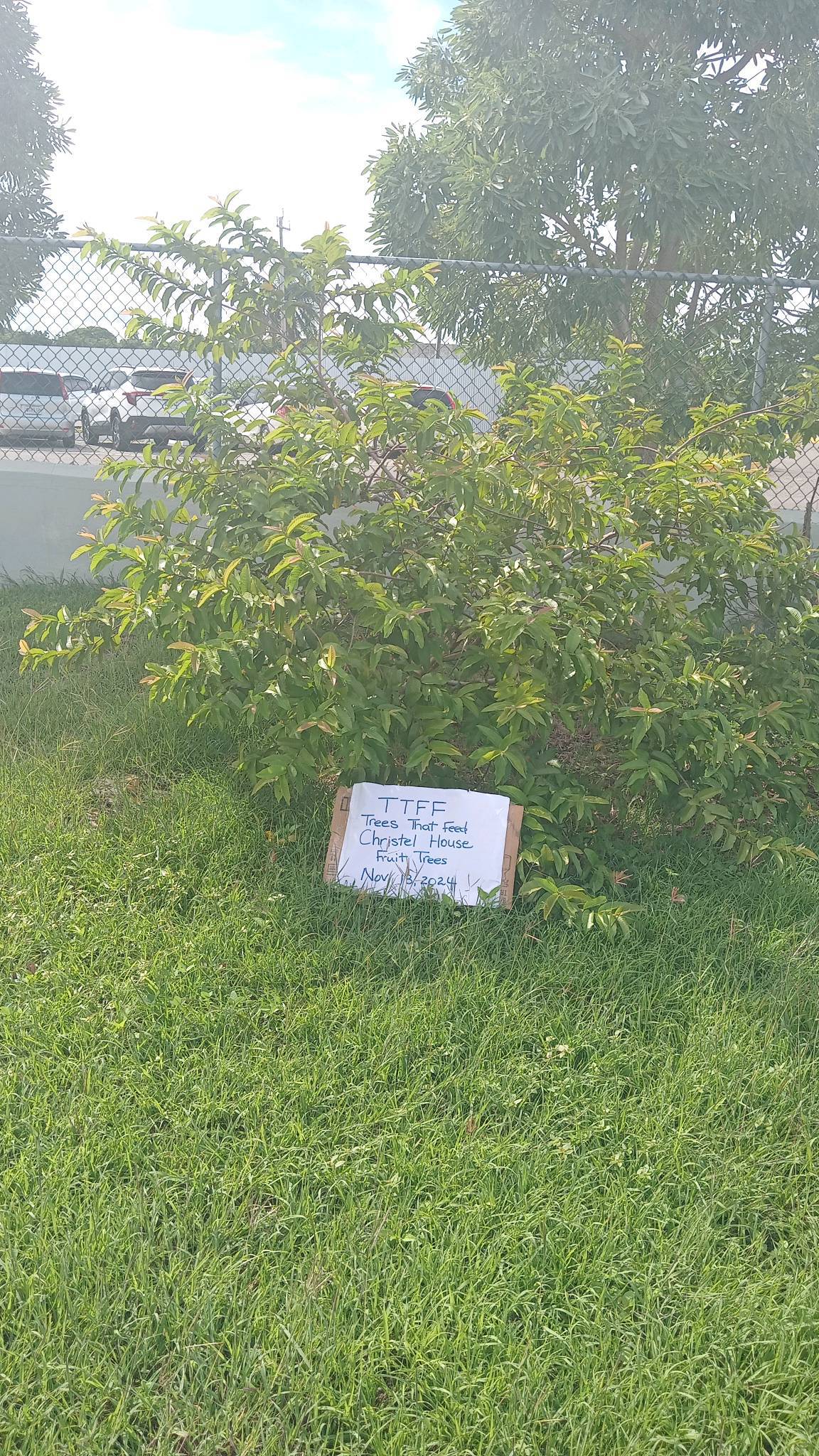 tree