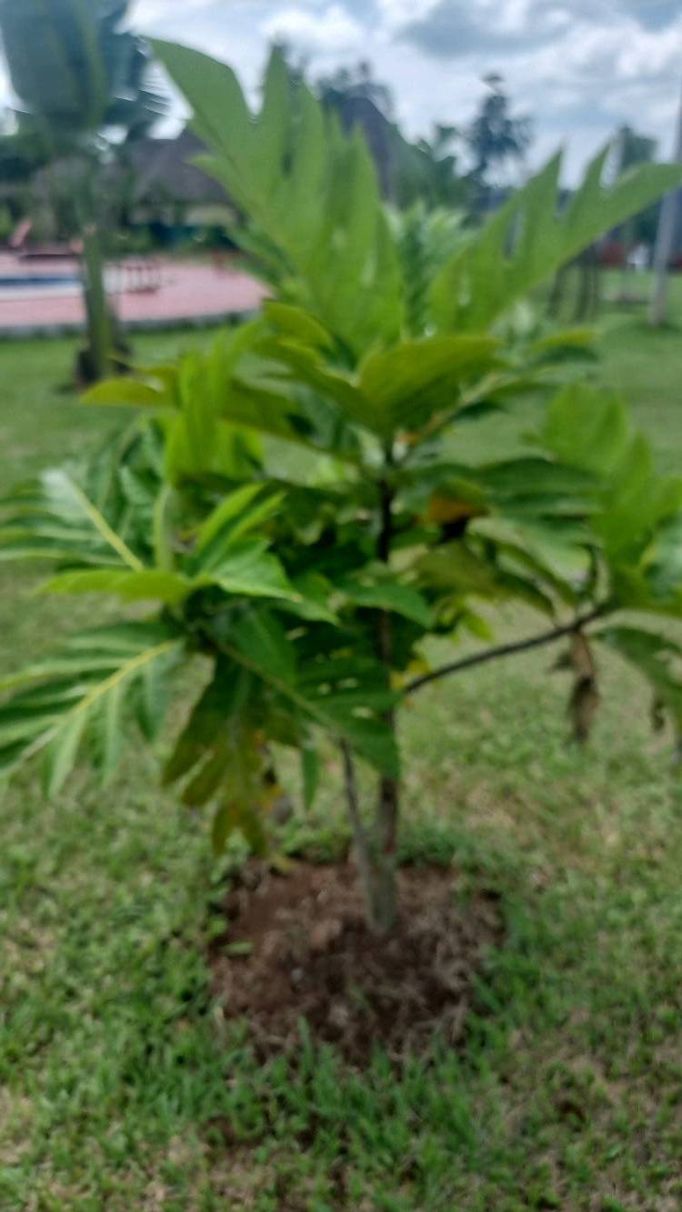 tree