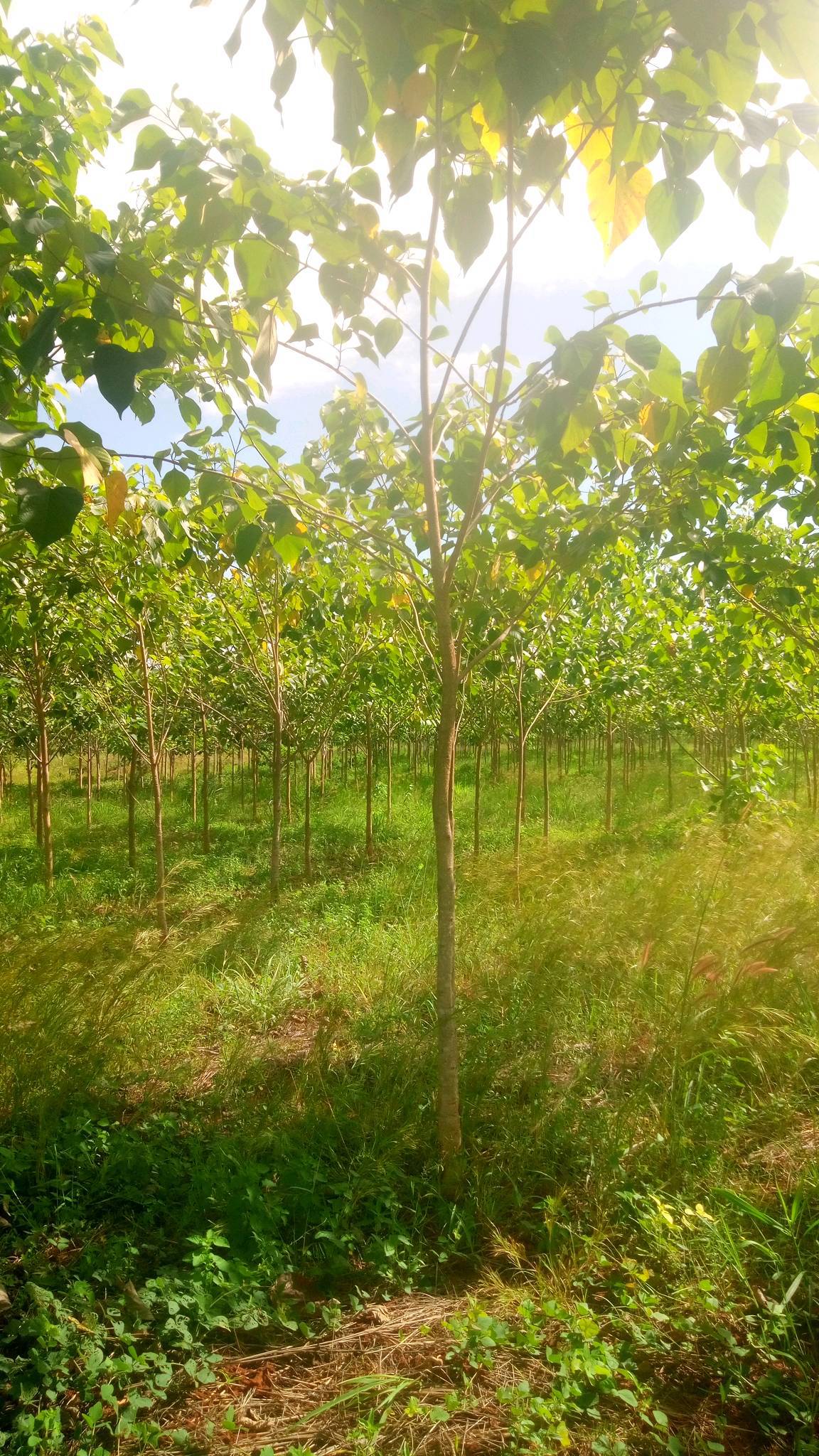 tree