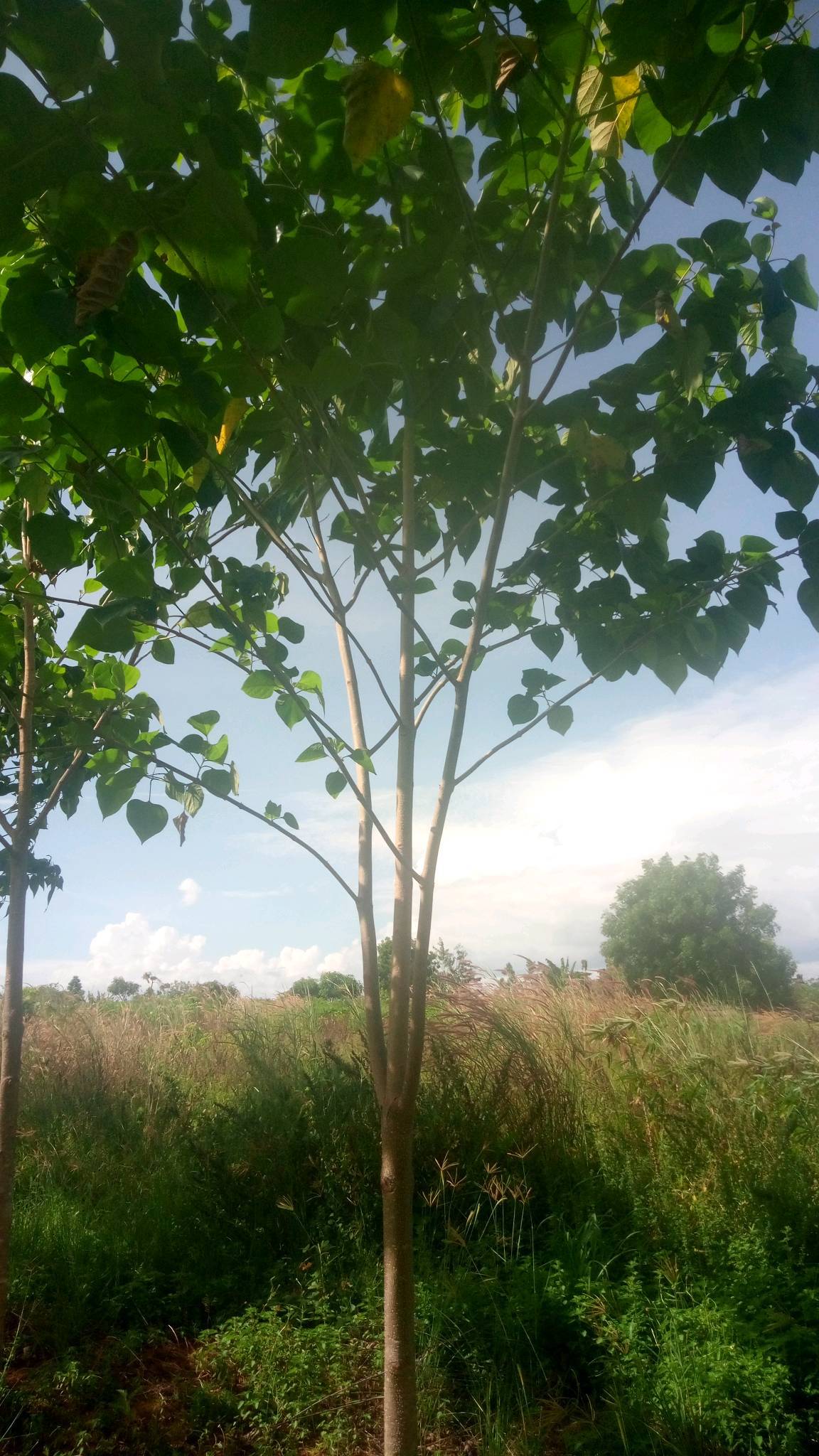 tree