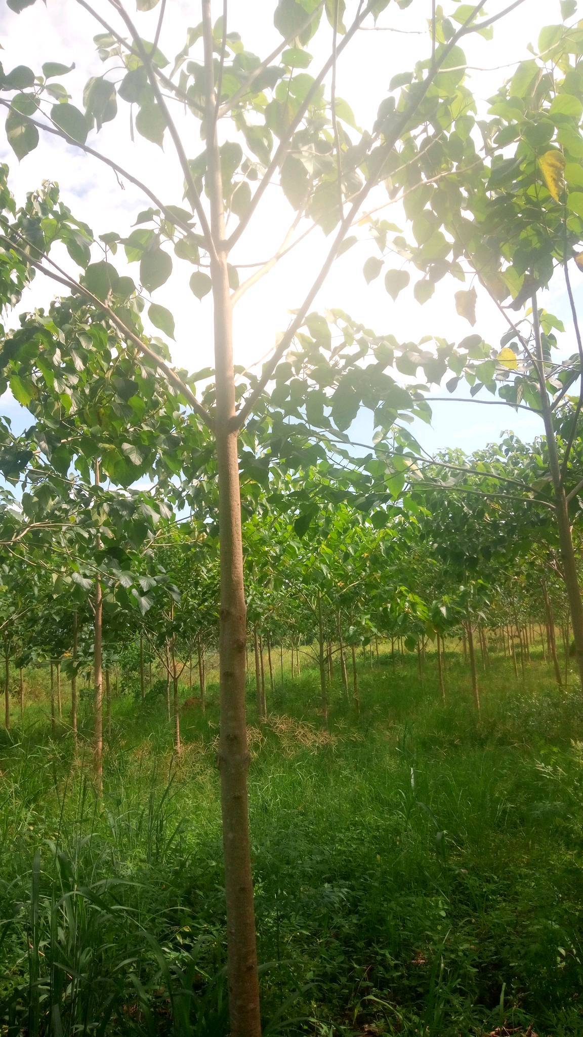 tree