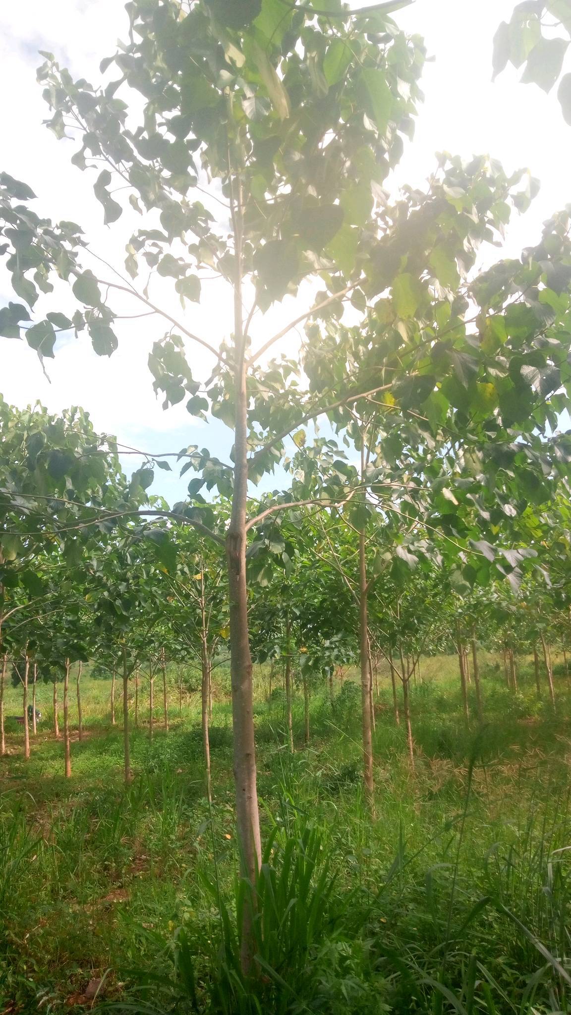 tree