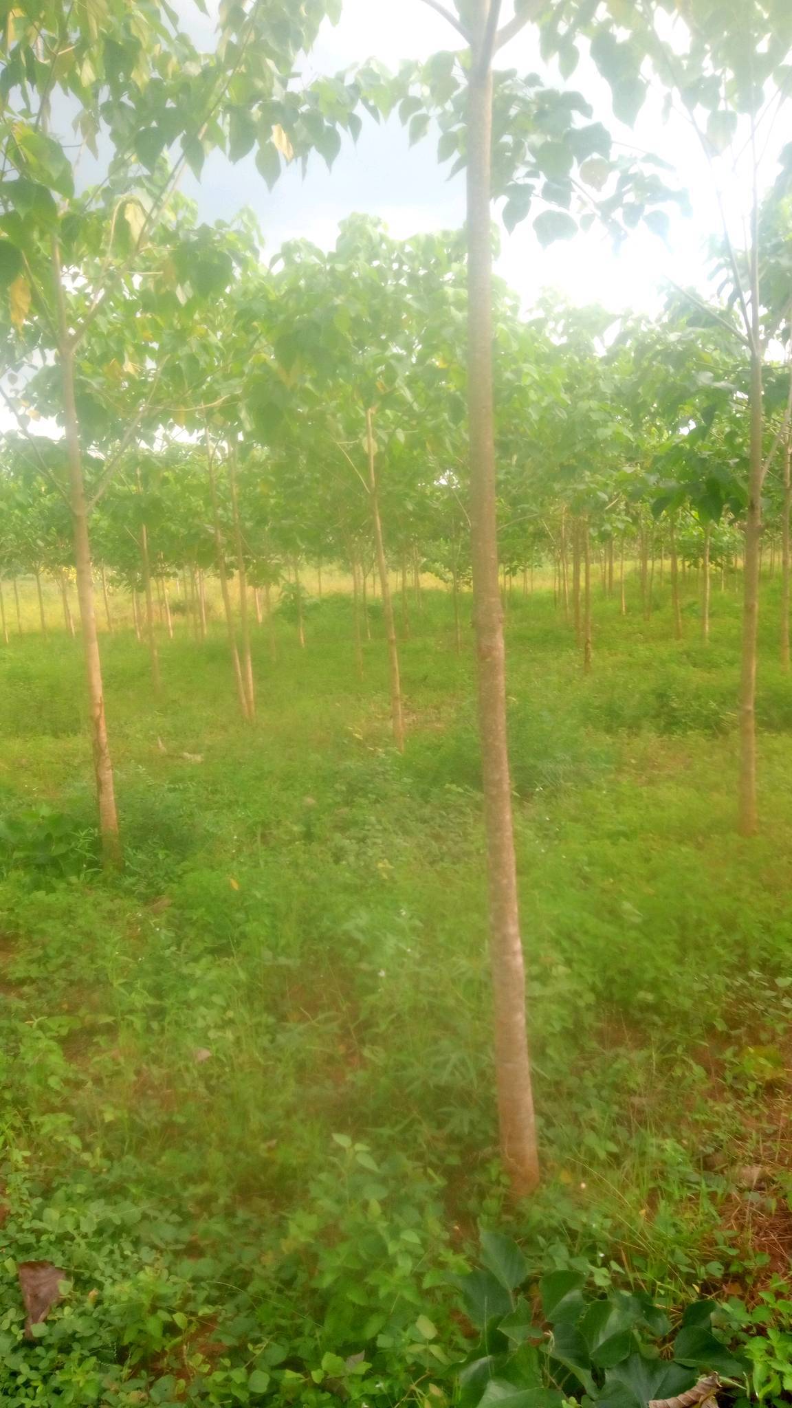 tree