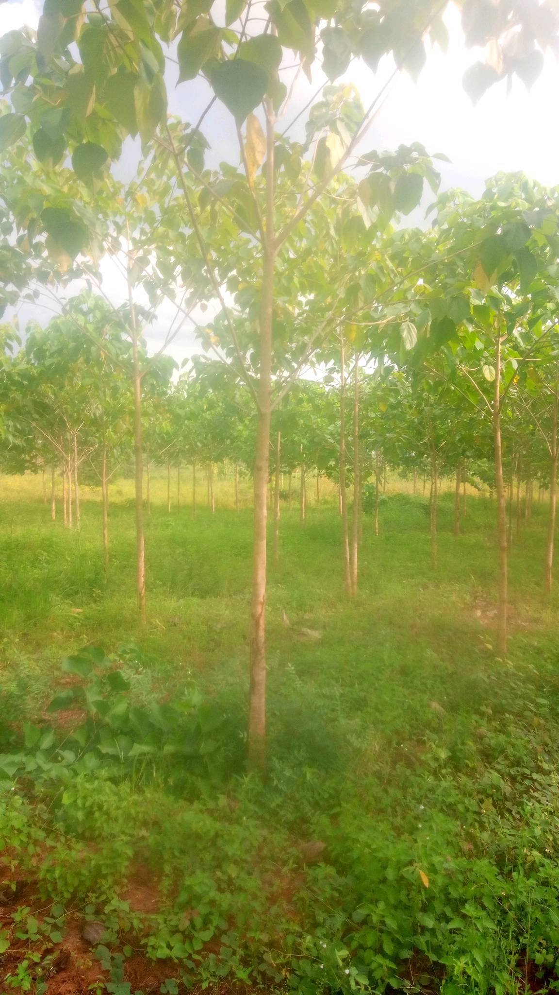 tree