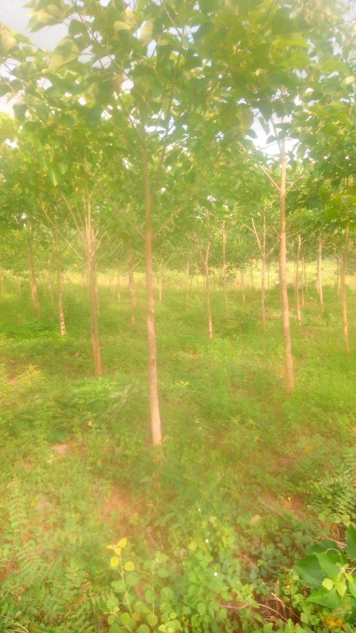tree