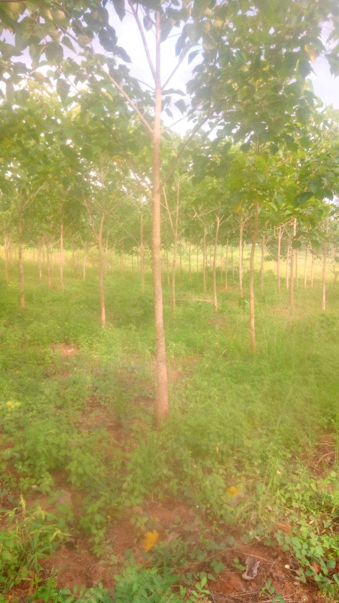 tree