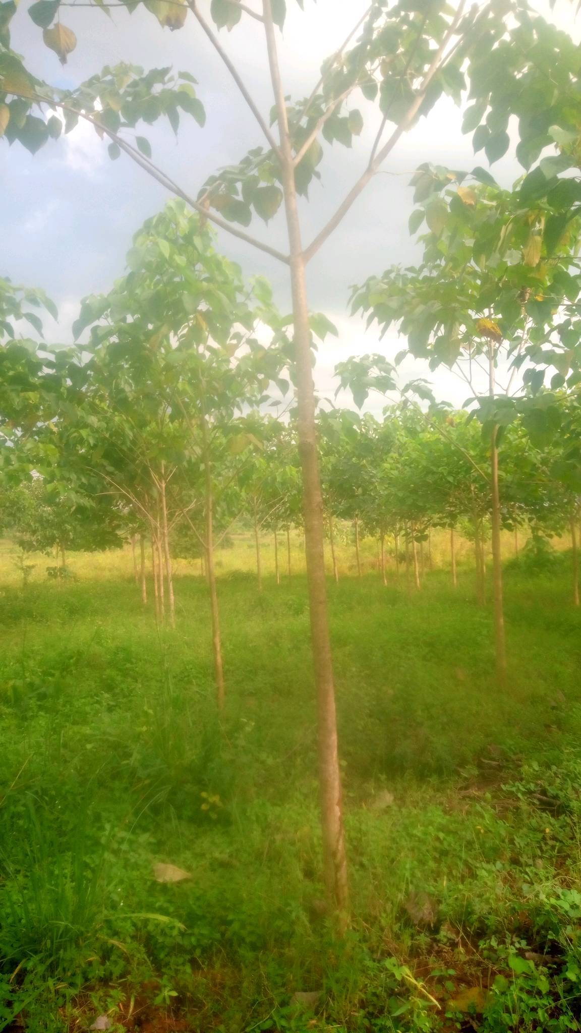 tree