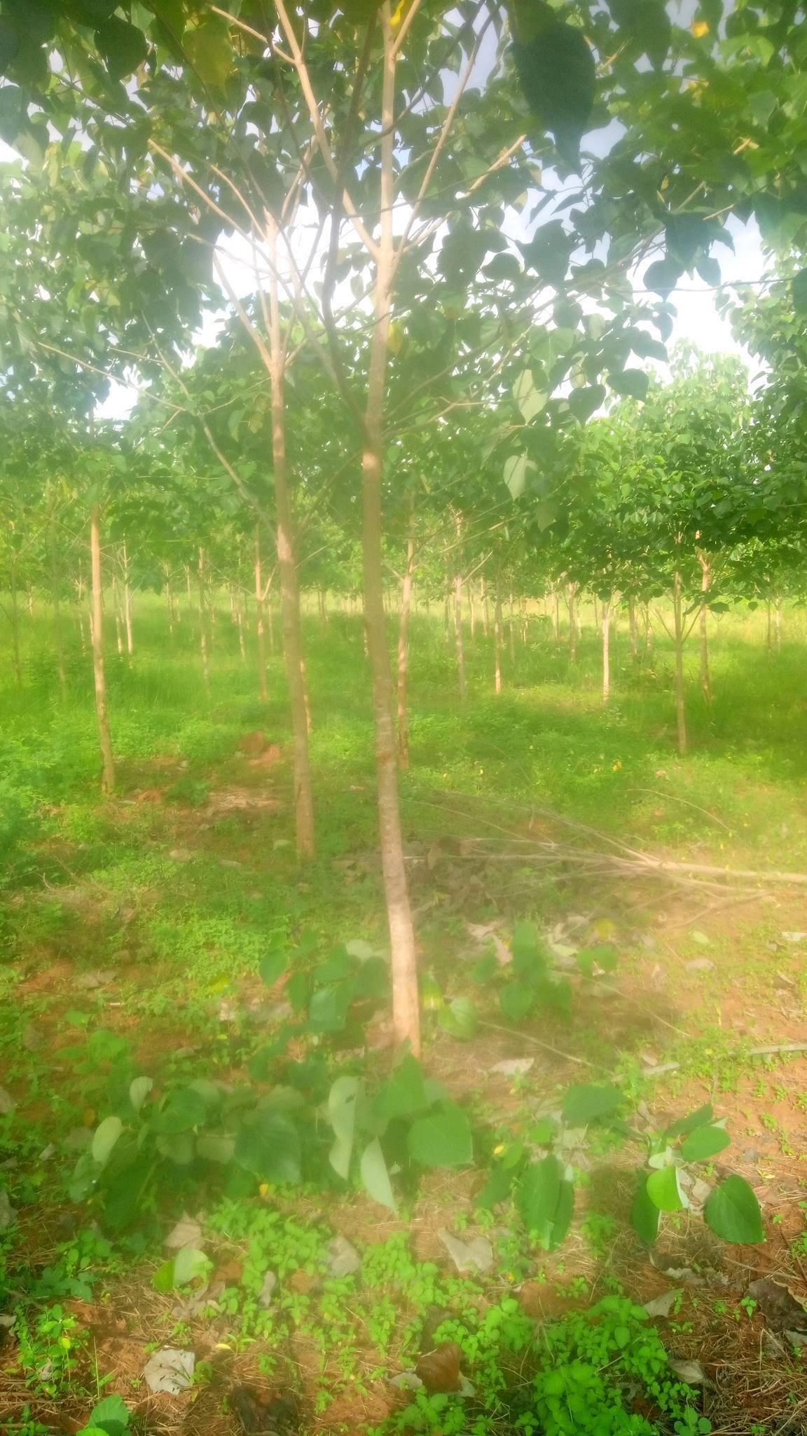 tree