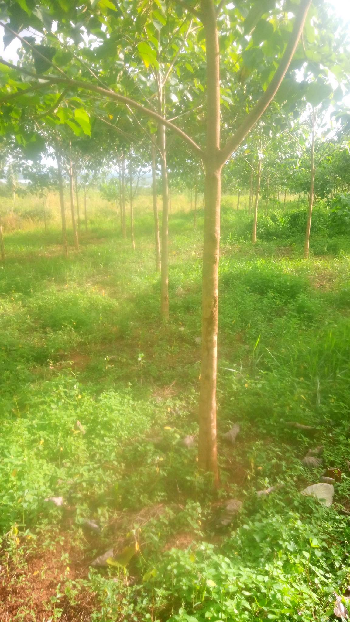 tree