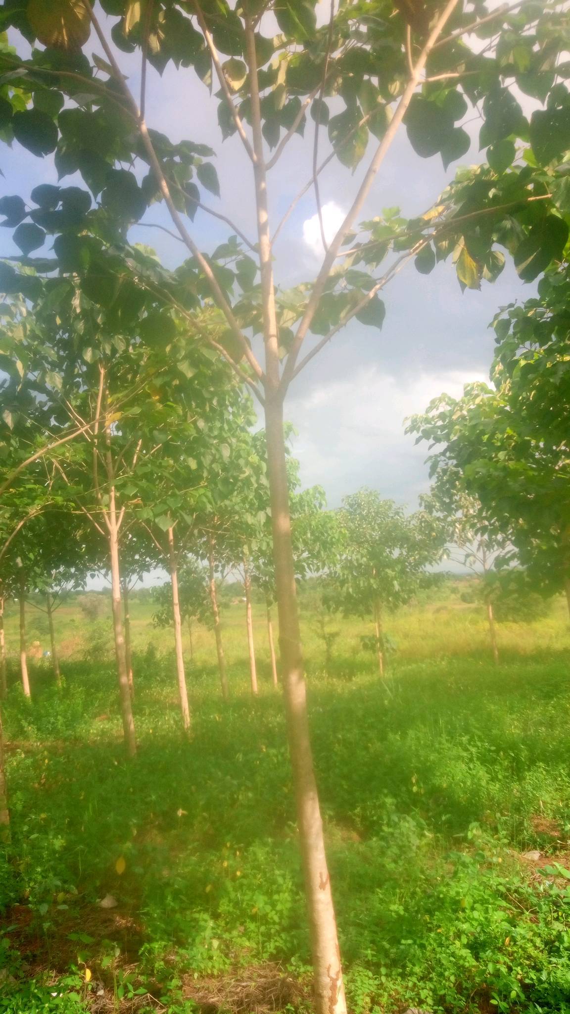 tree