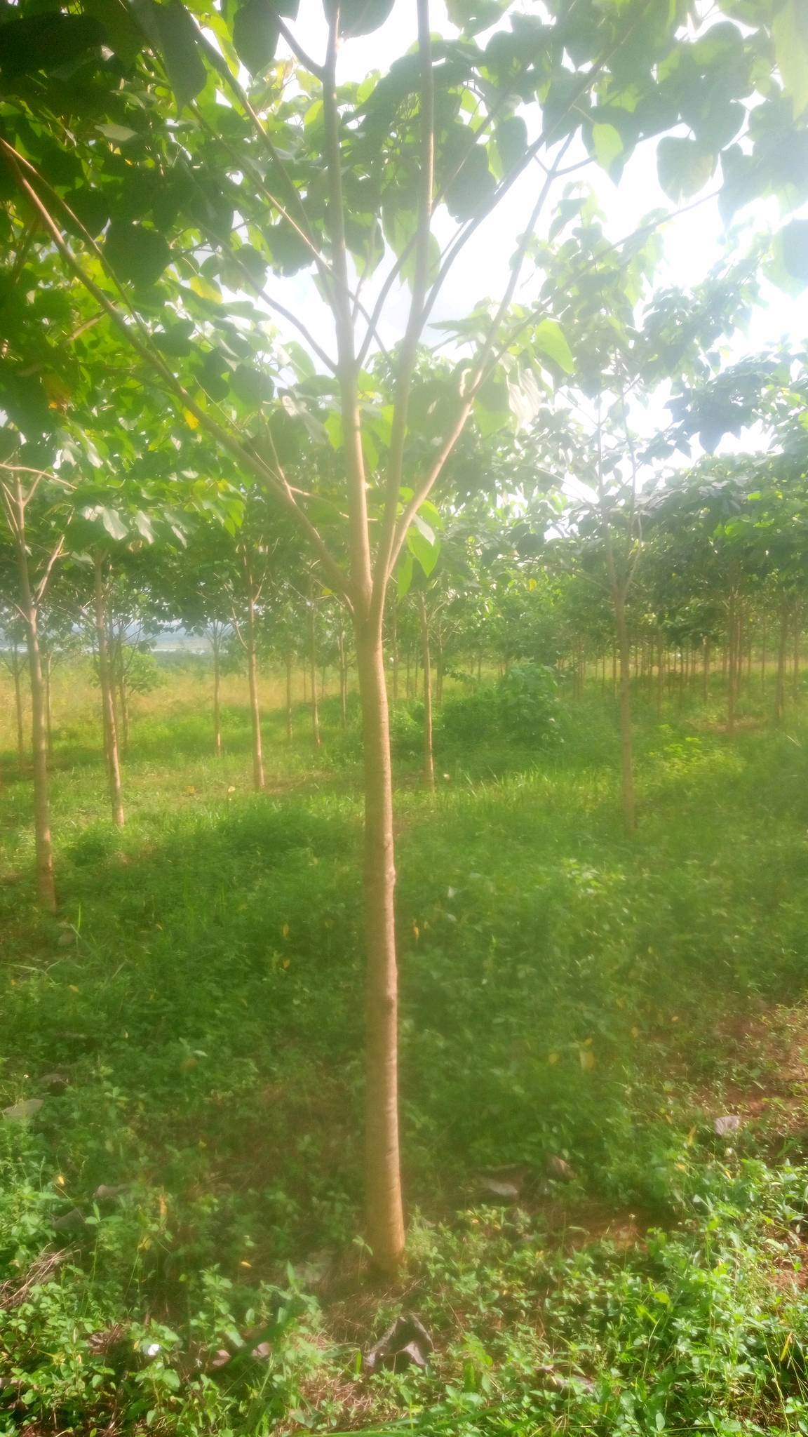 tree