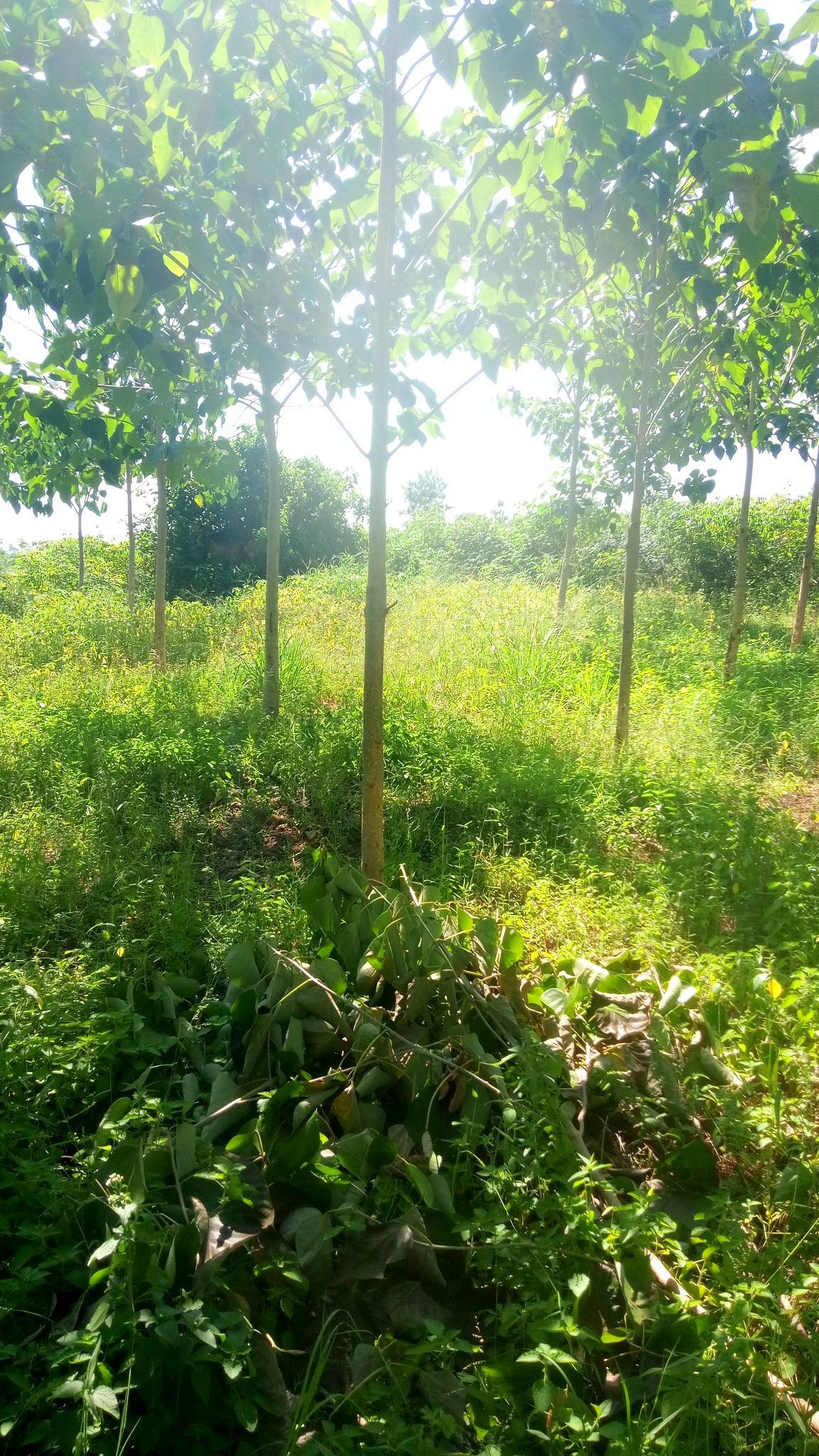 tree