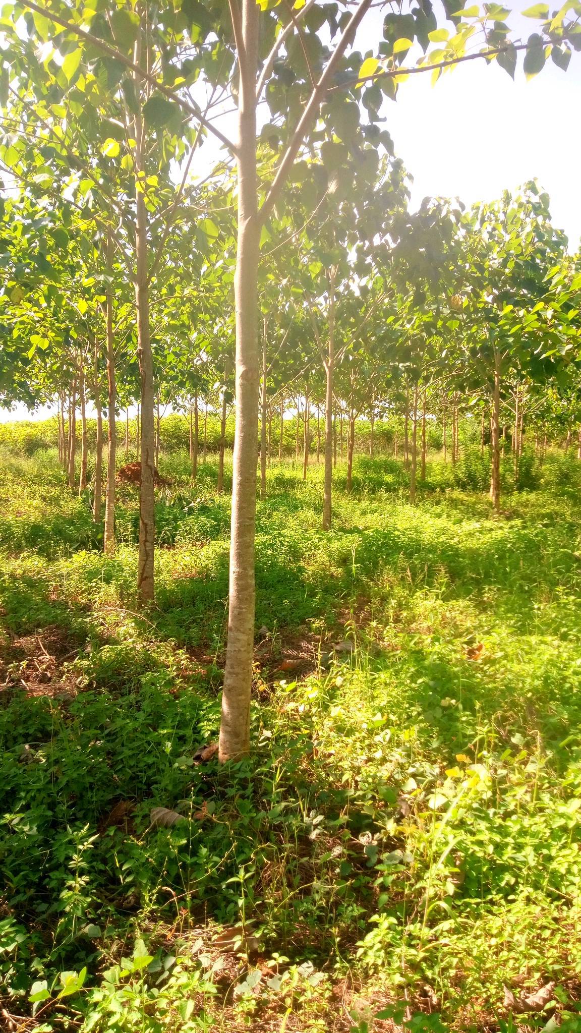 tree