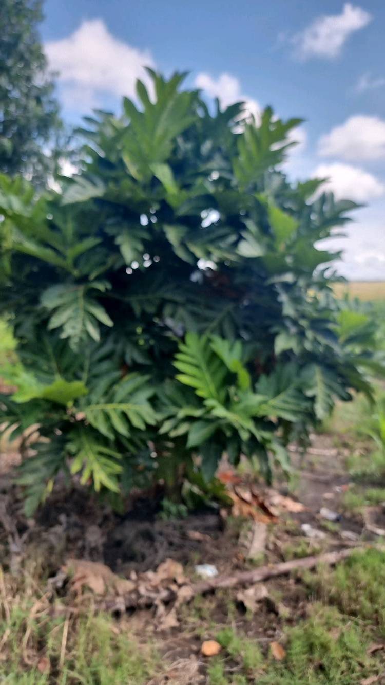 tree