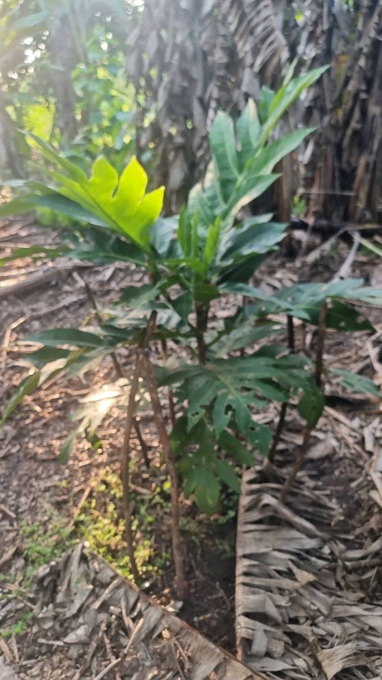 tree