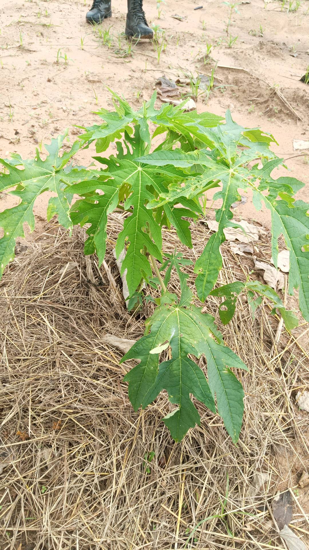 tree