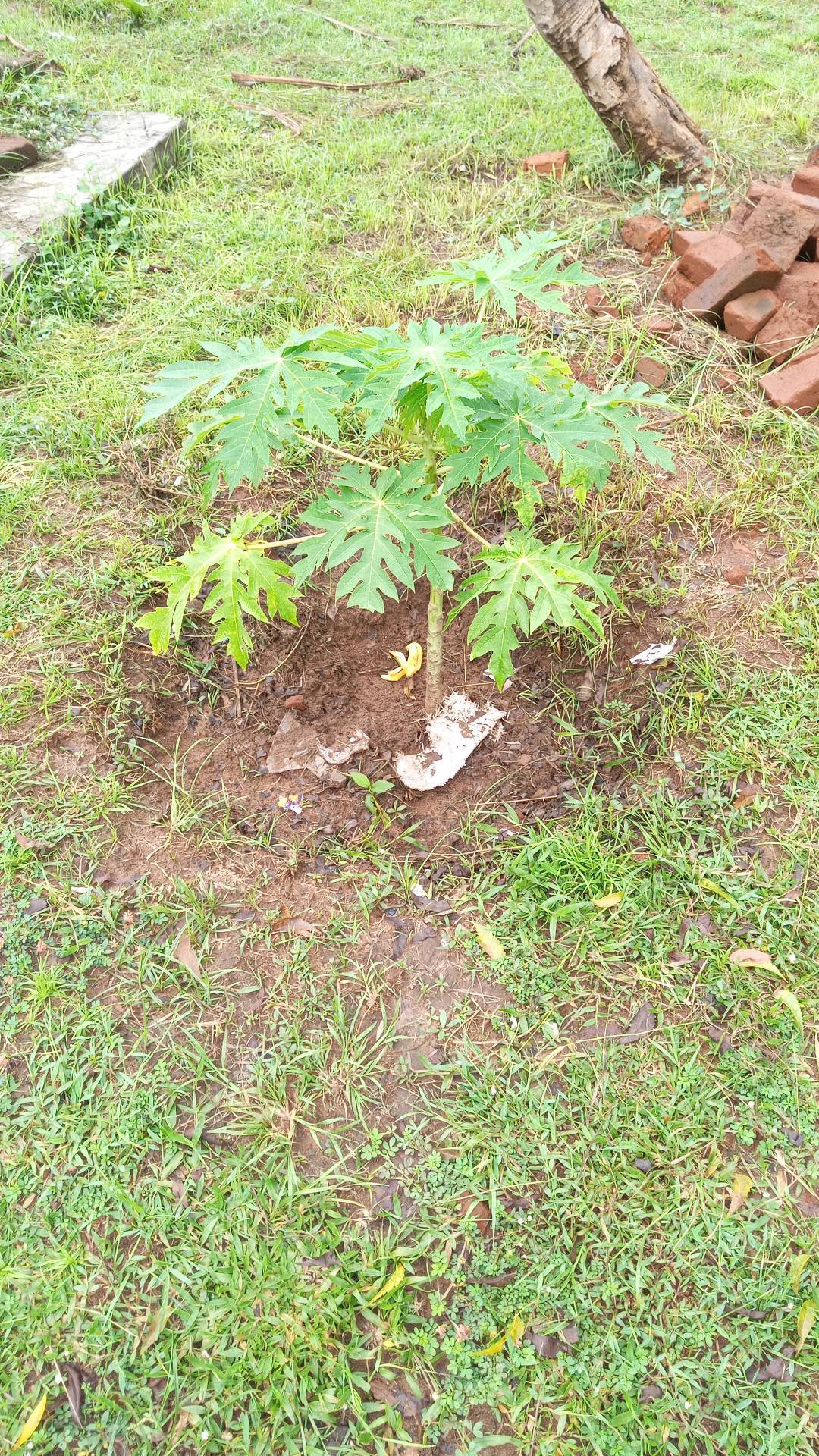 tree
