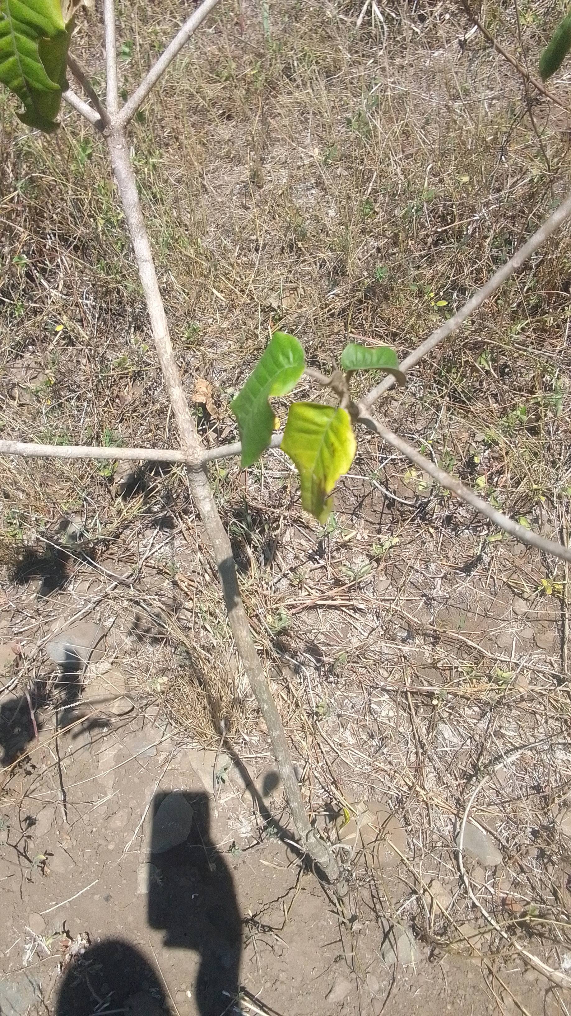 tree