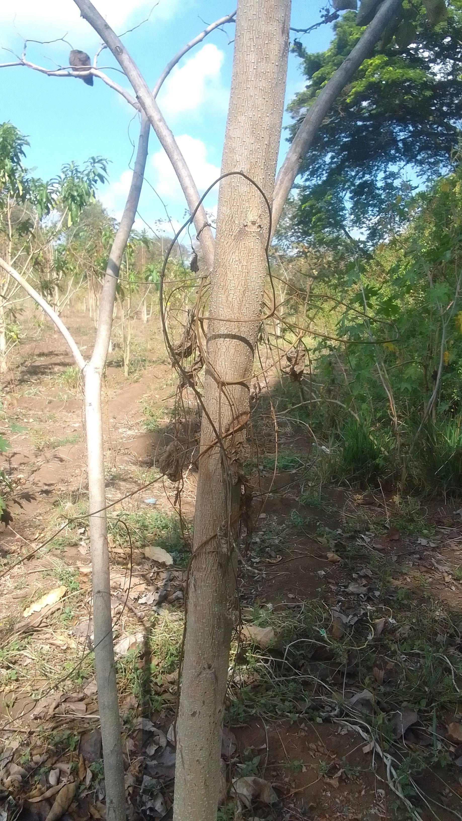 tree