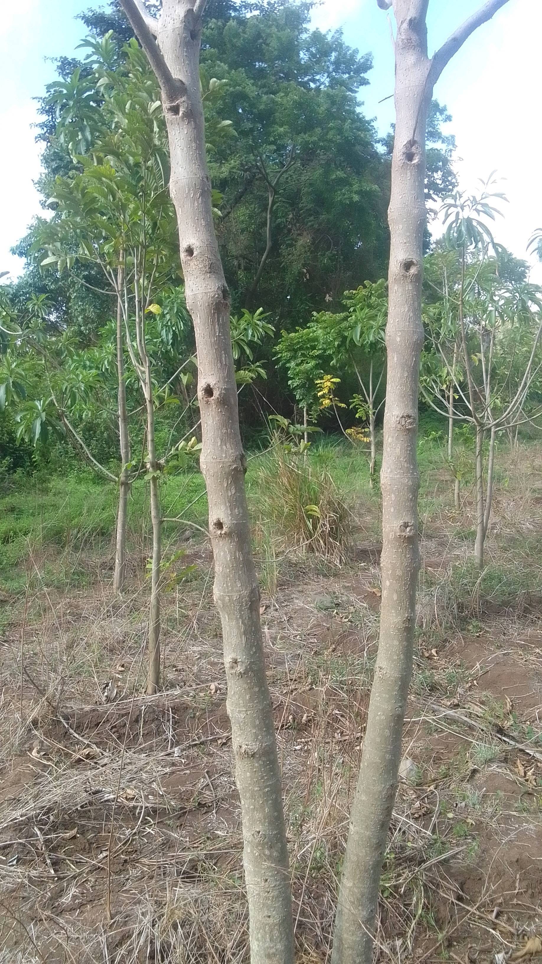 tree