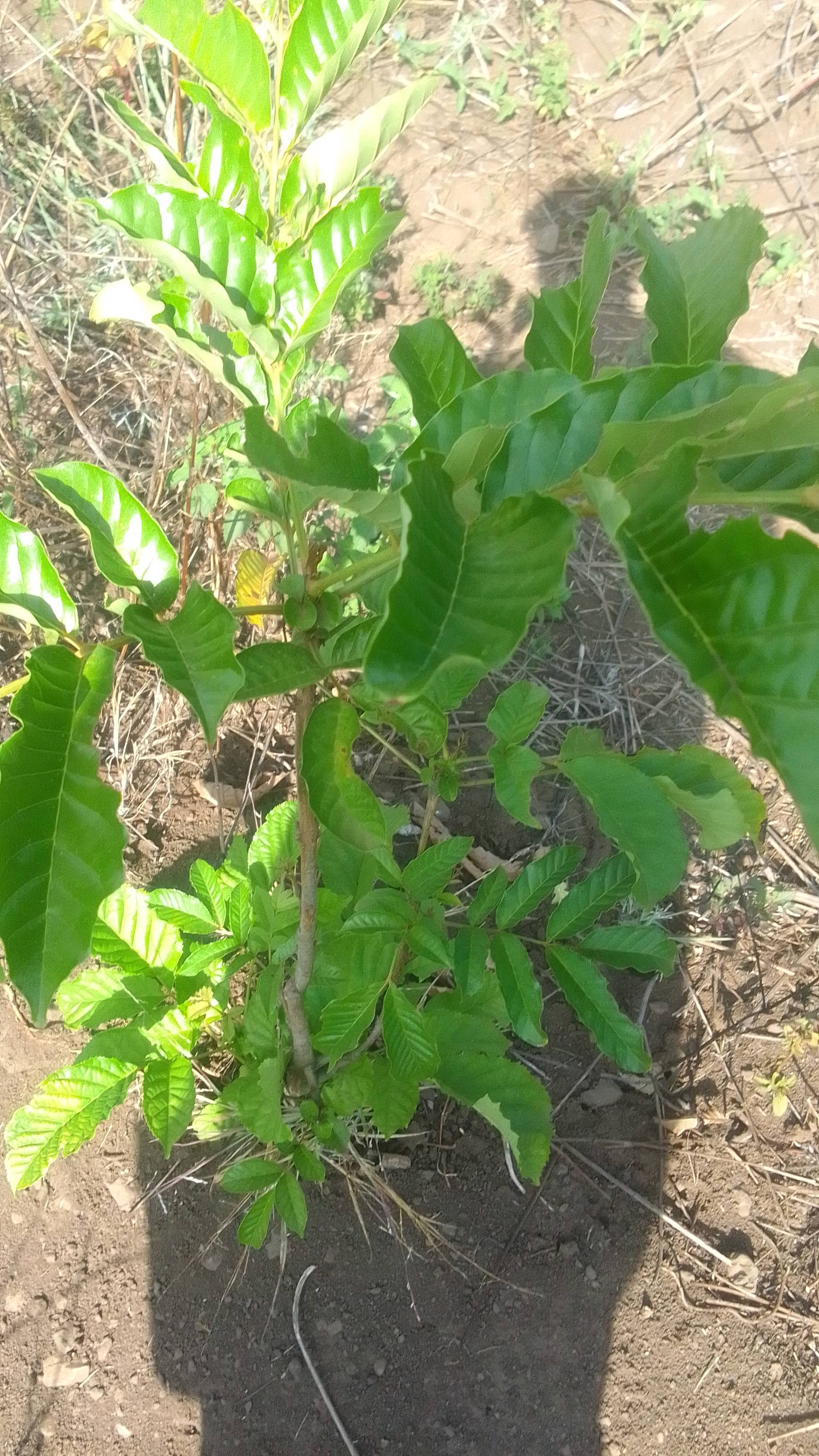 tree