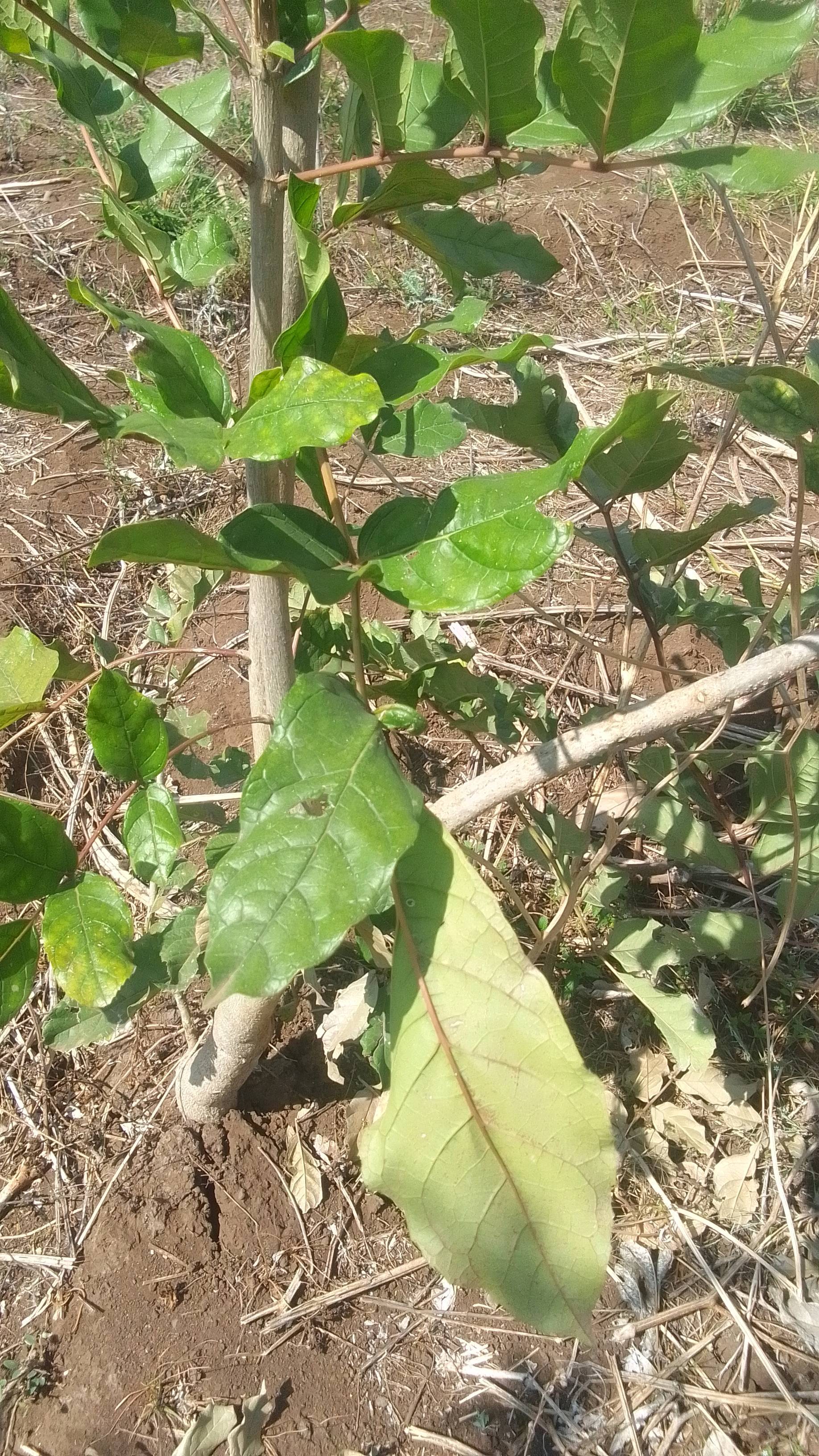 tree