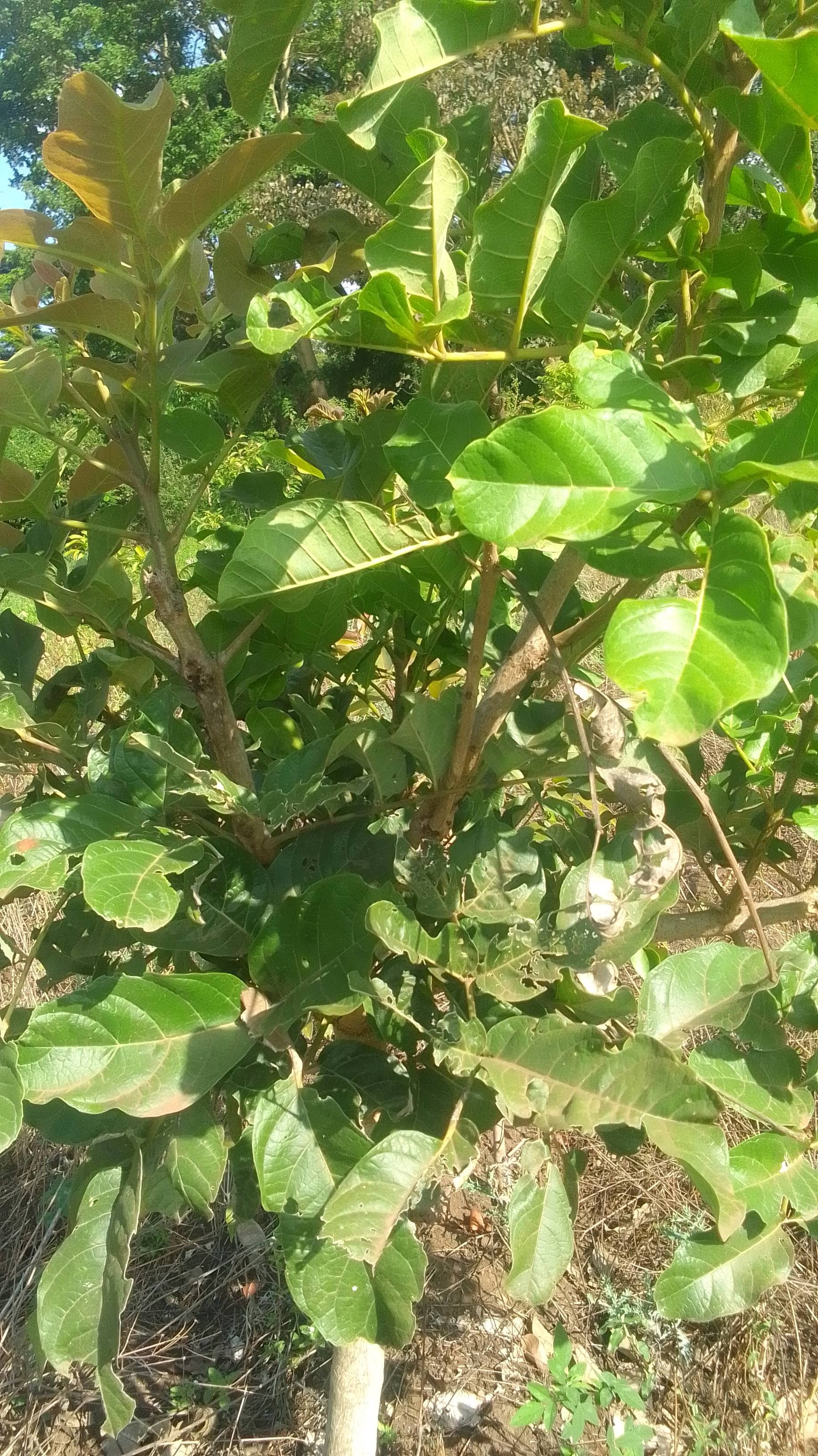 tree