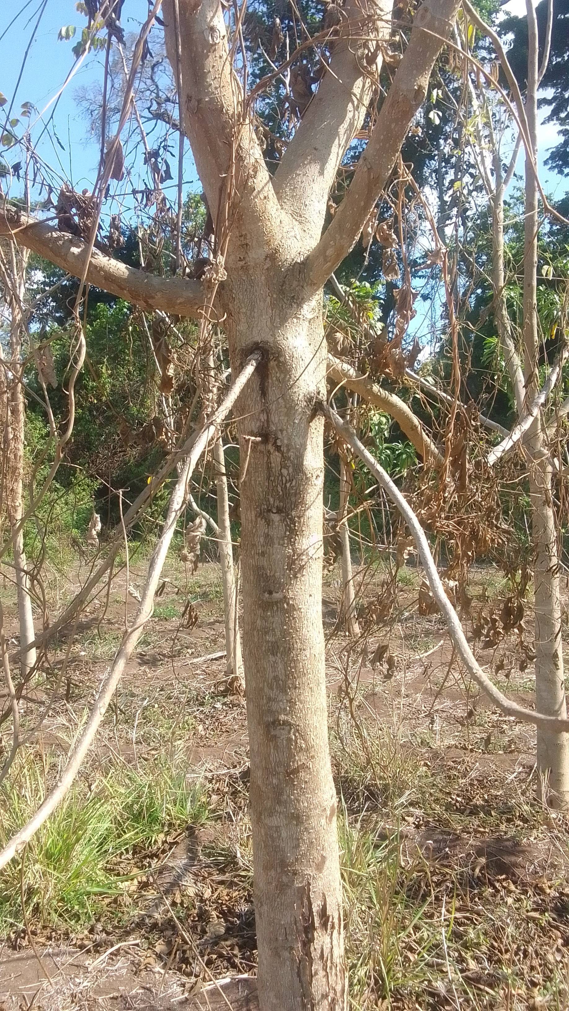 tree