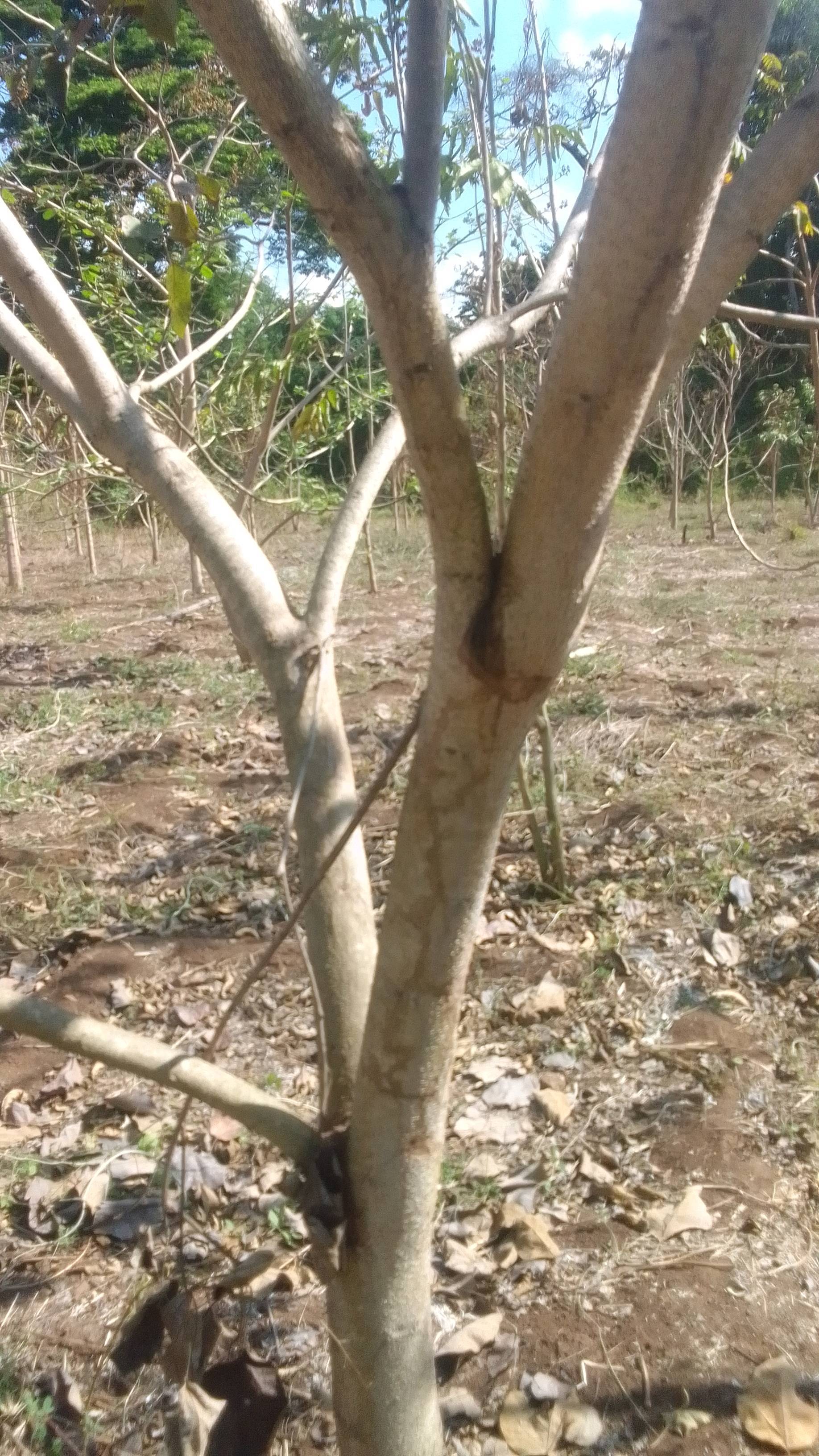 tree
