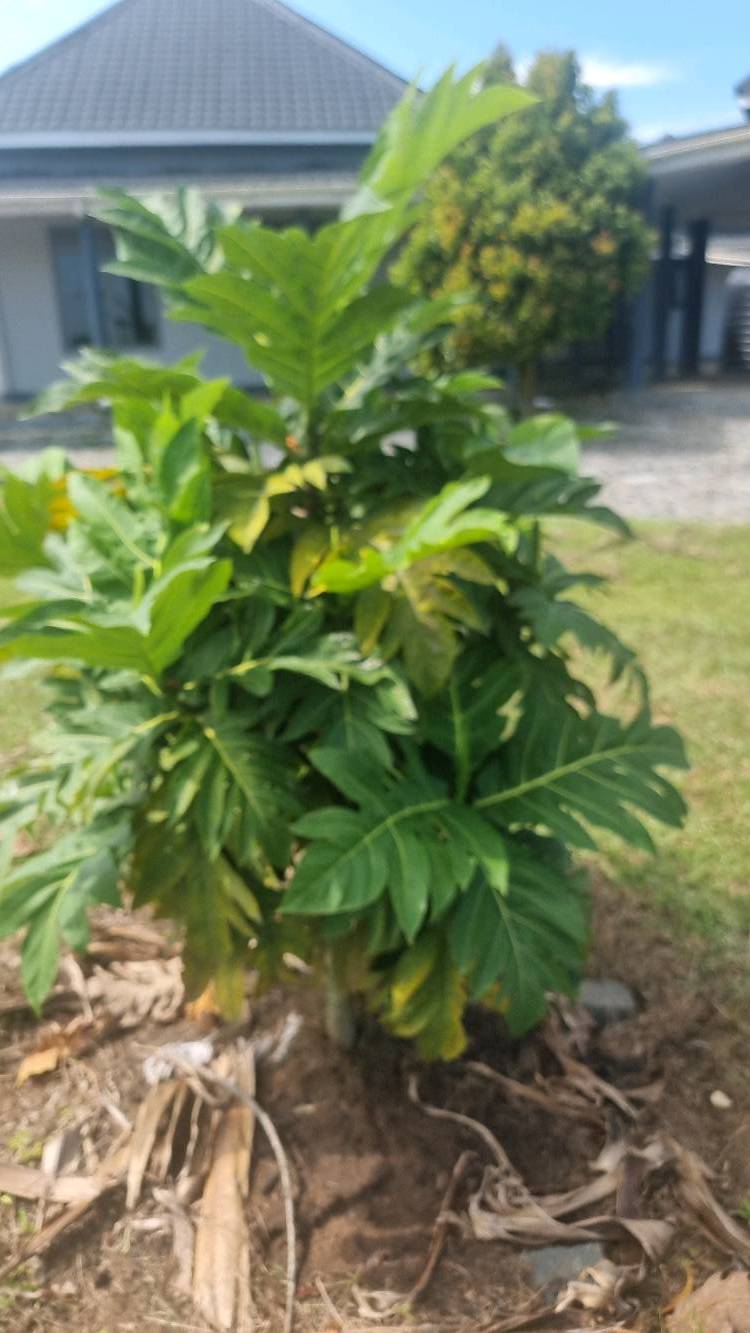 tree