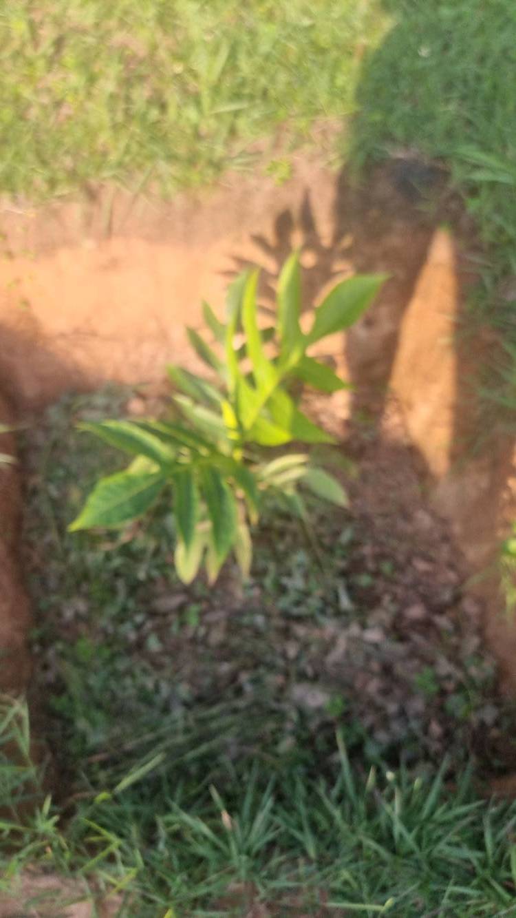 tree