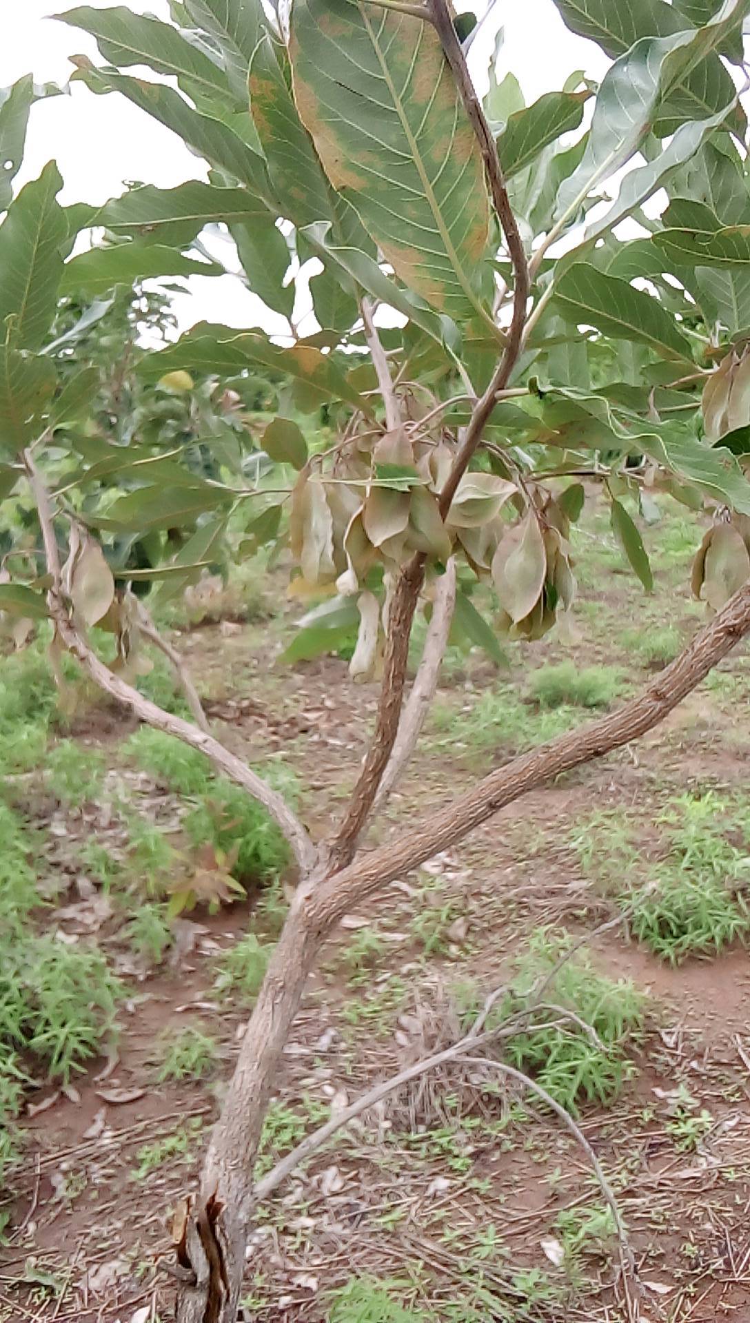tree
