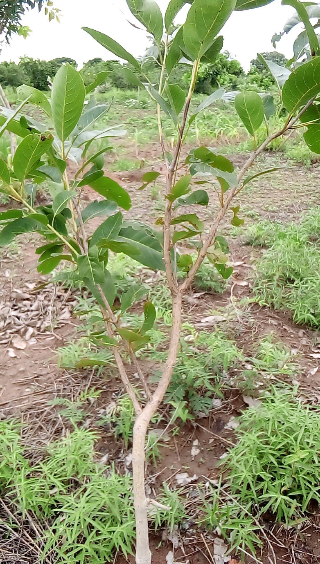 tree