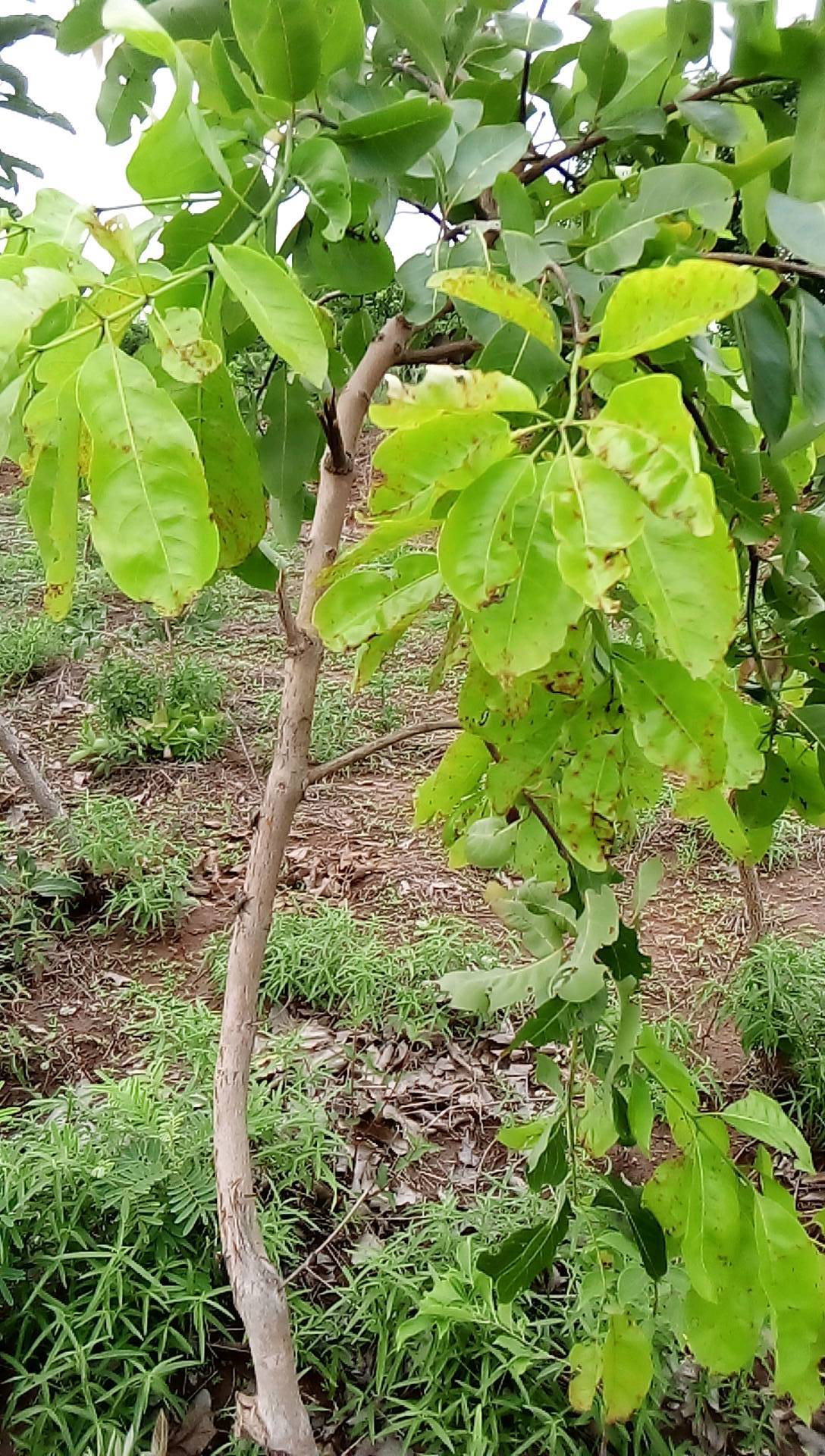 tree