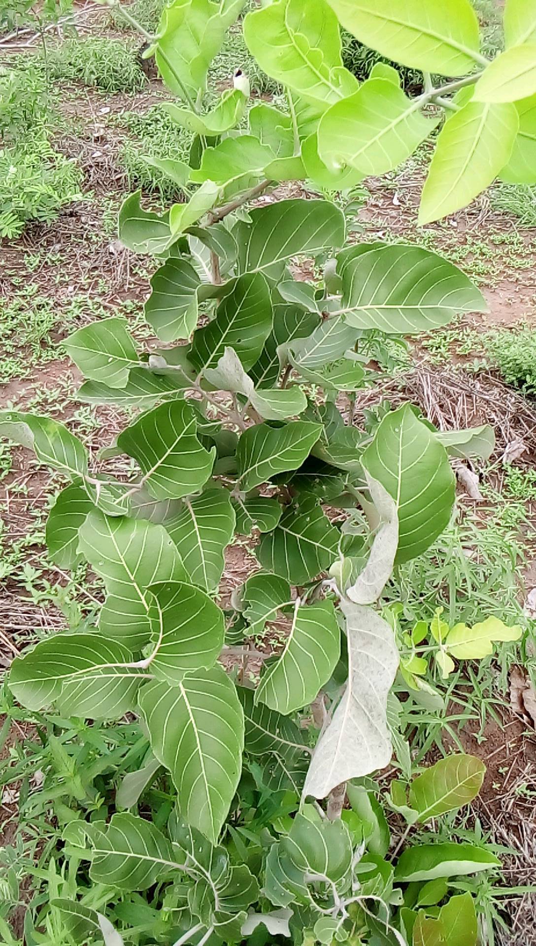 tree