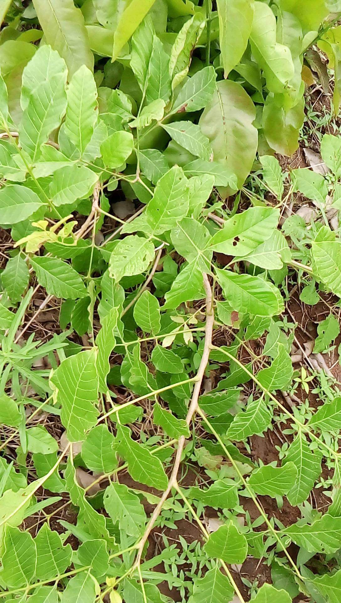 tree