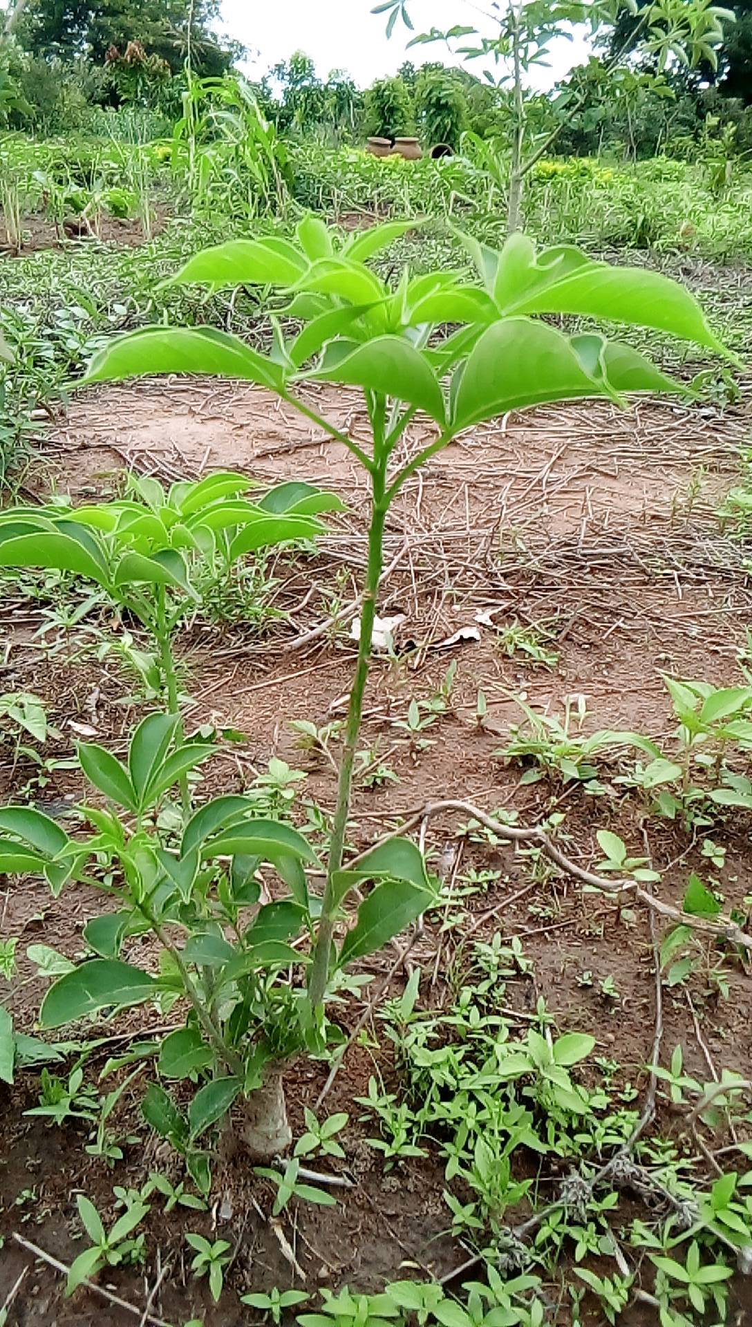 tree