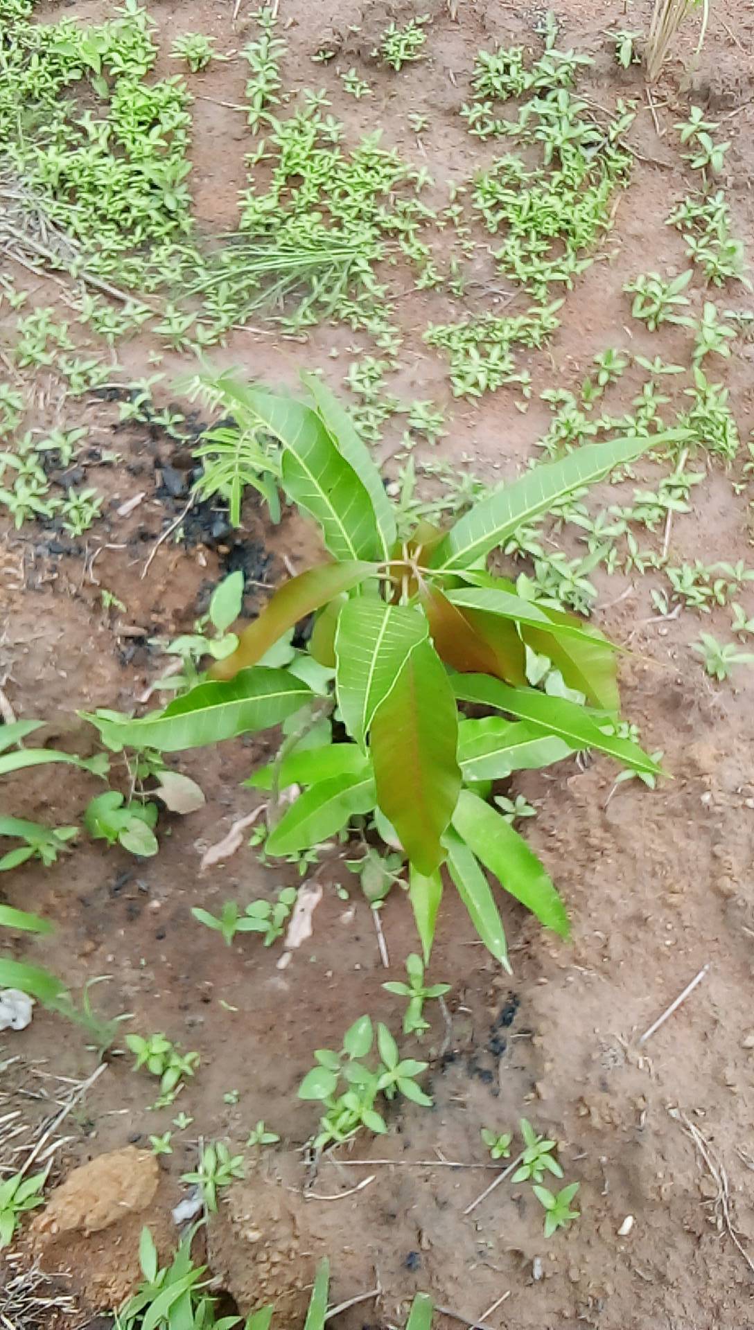 tree