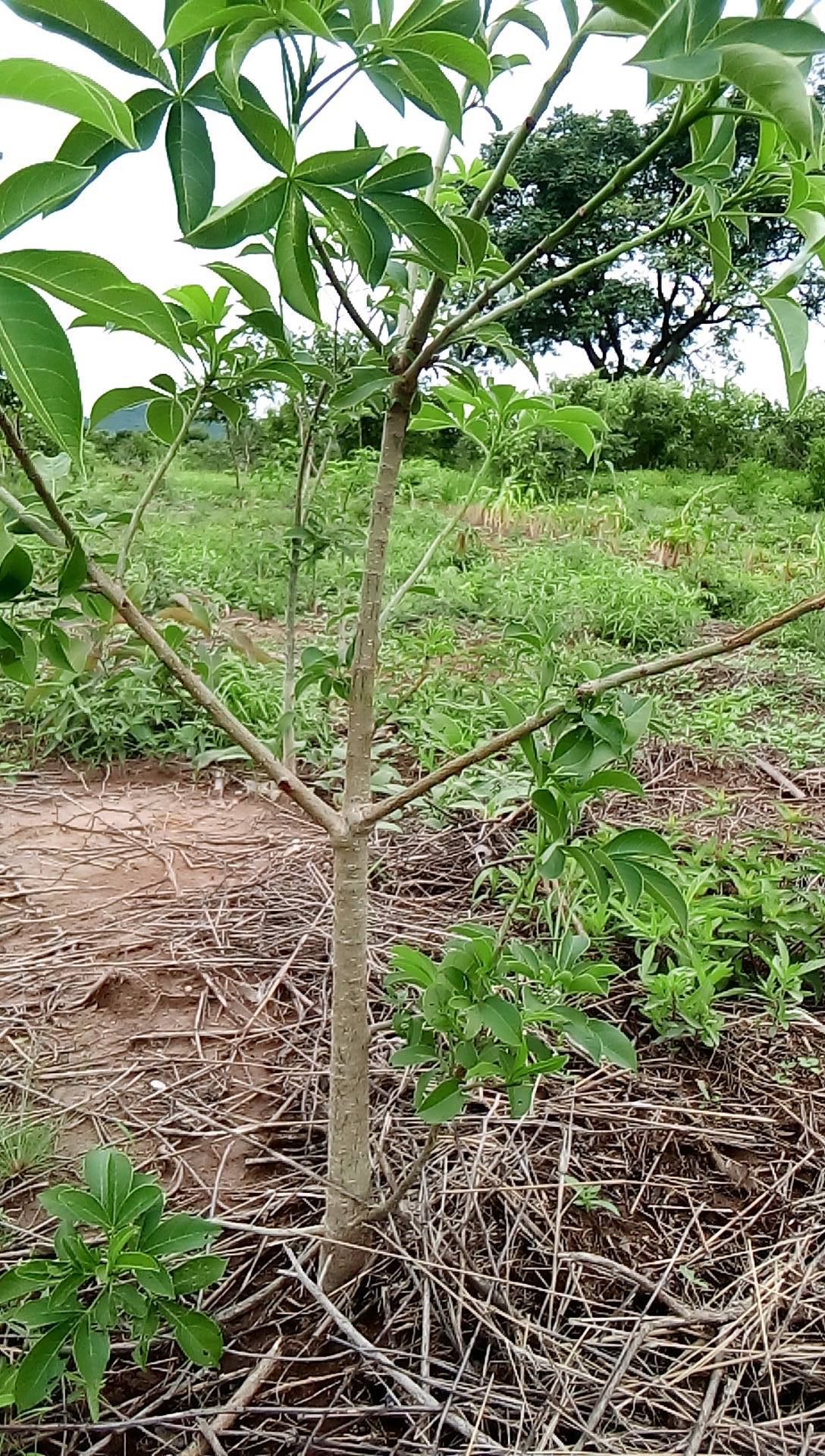 tree