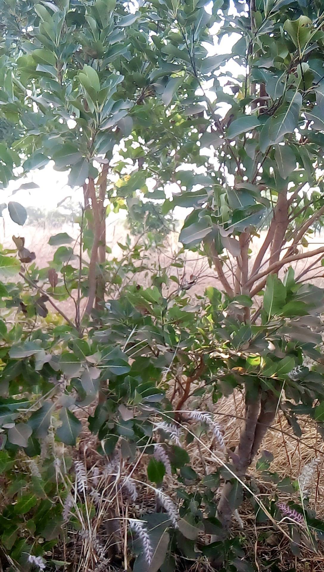 tree