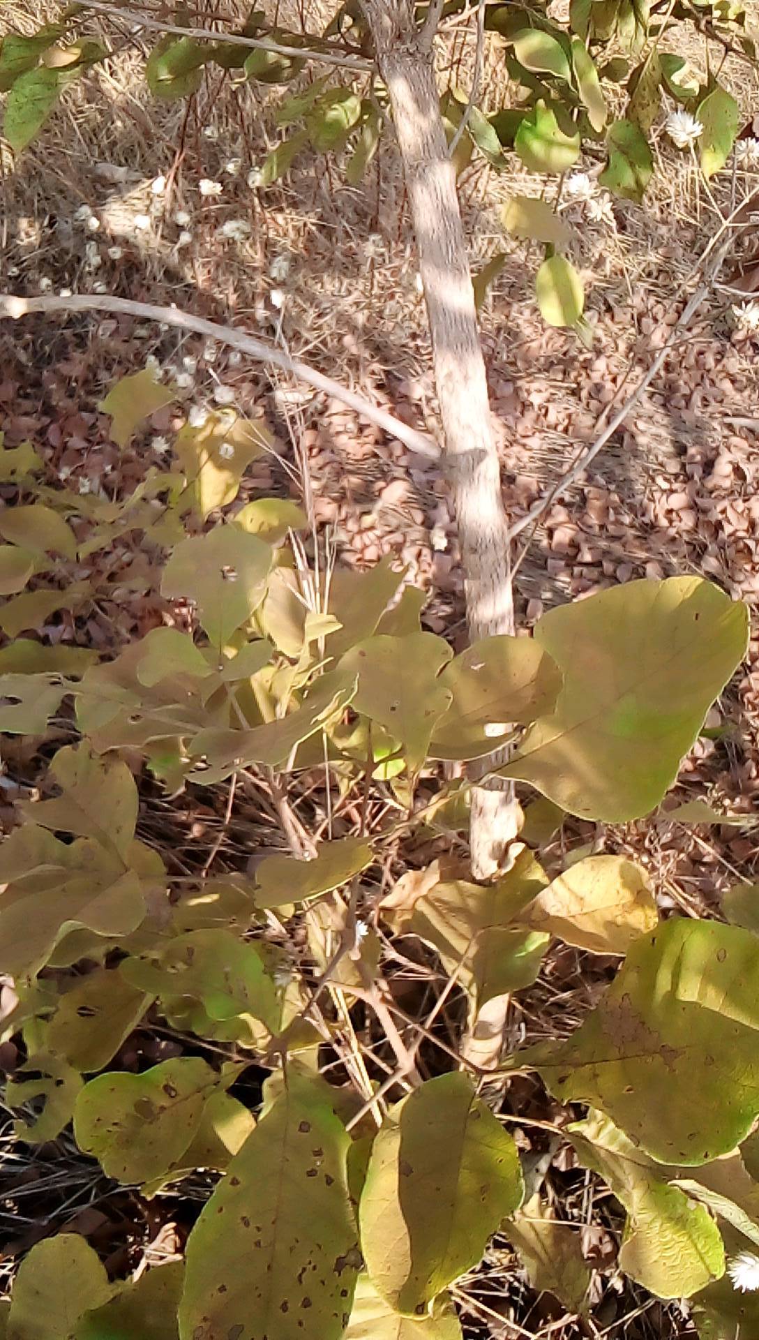 tree