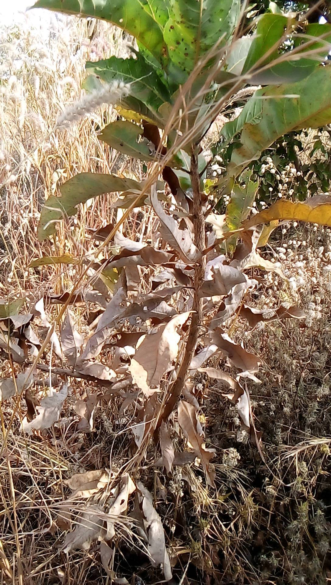 tree