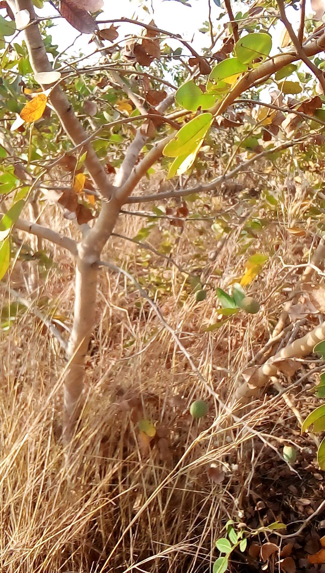 tree