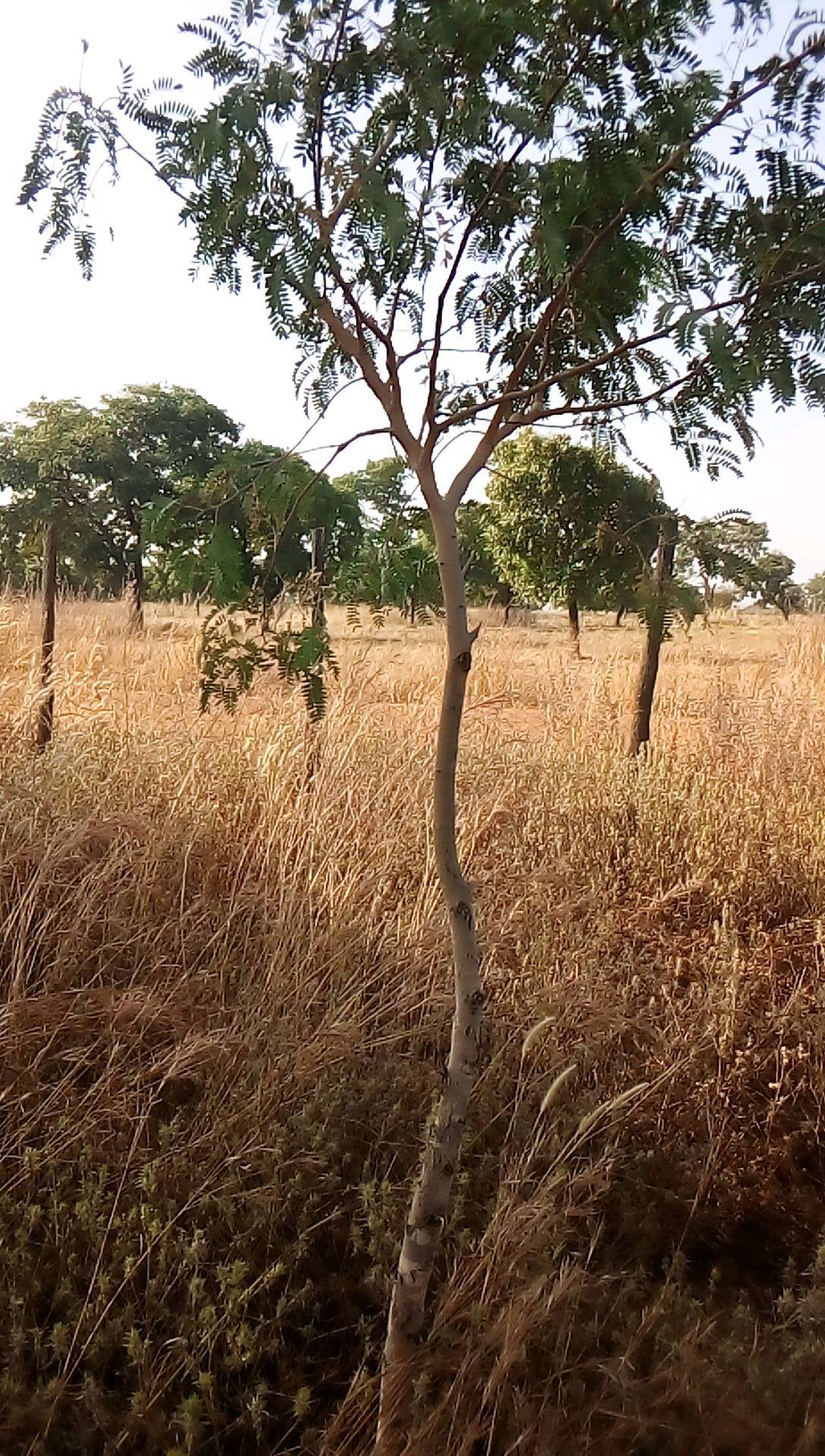 tree