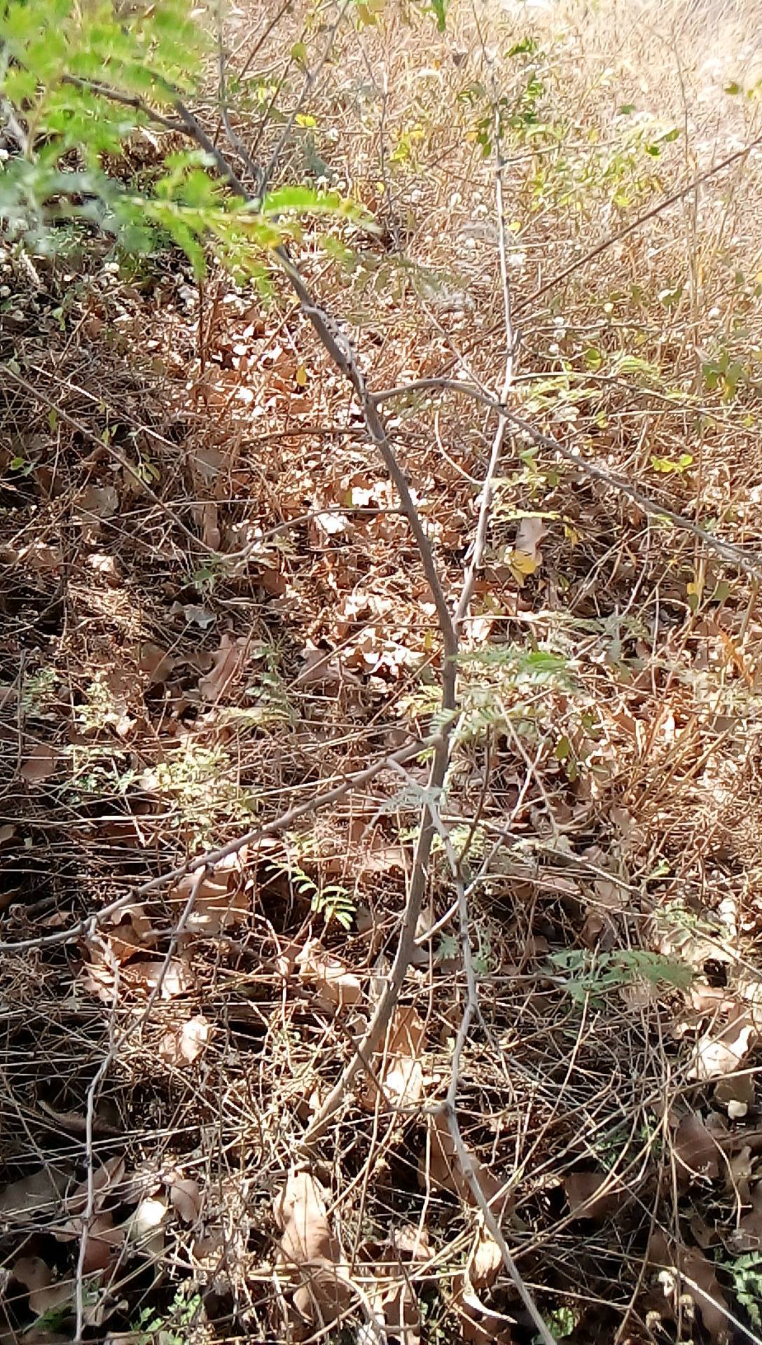 tree