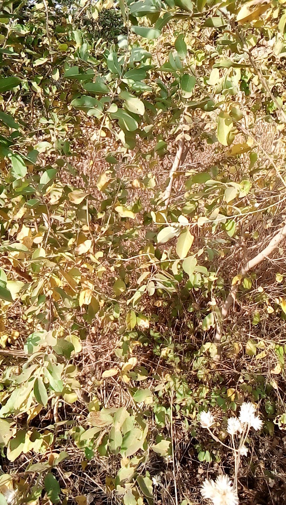 tree