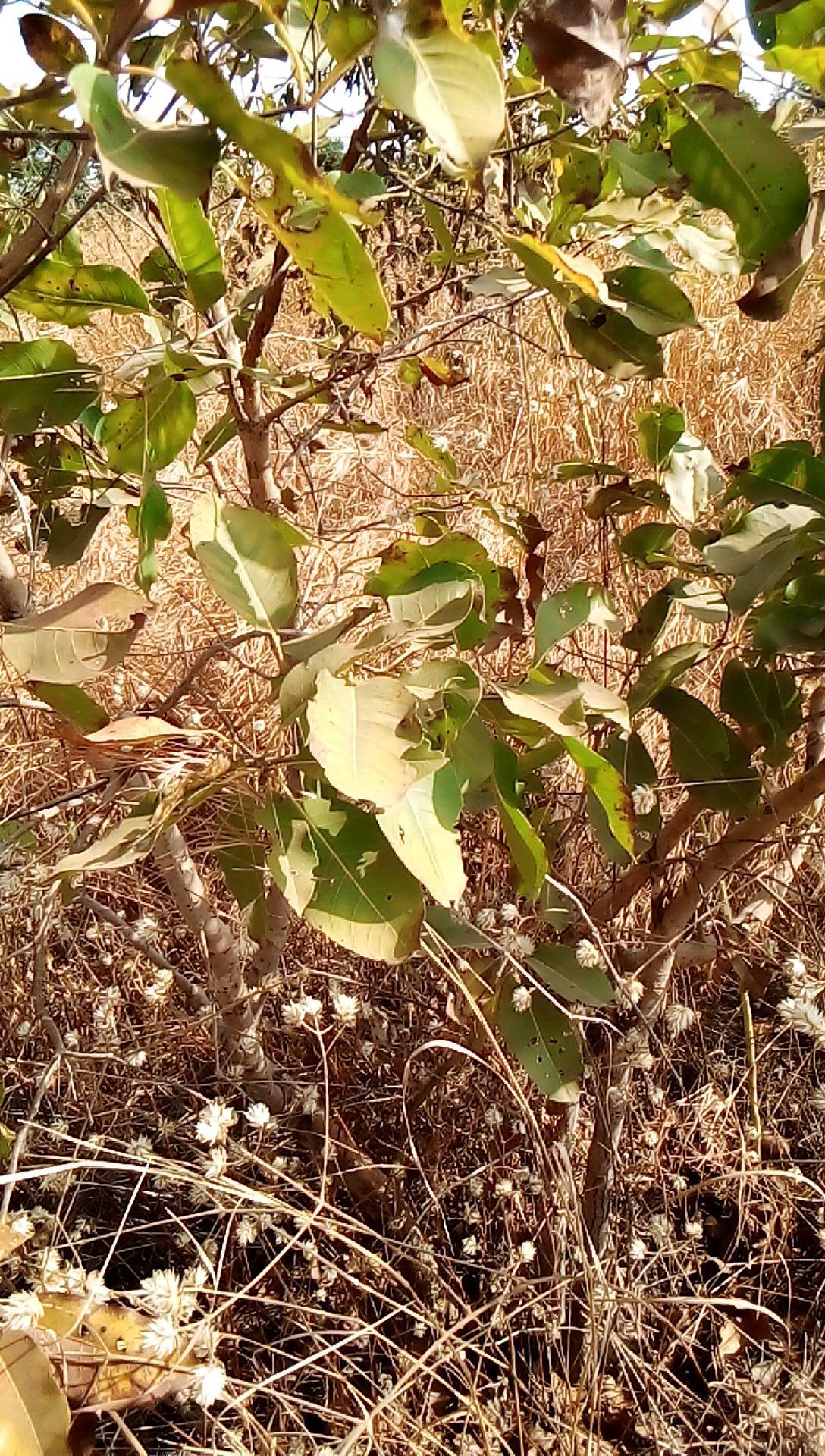 tree